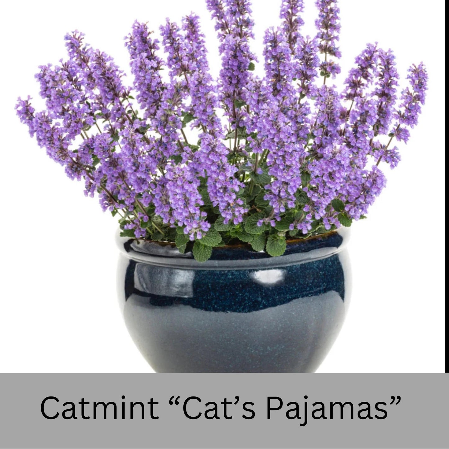 Catmint Cat's Pajamas, 1 Quart Size Plants, easy to grow, house plants, plant lover Gift, Gift for Mom, gift for her garden, Gift for Dad