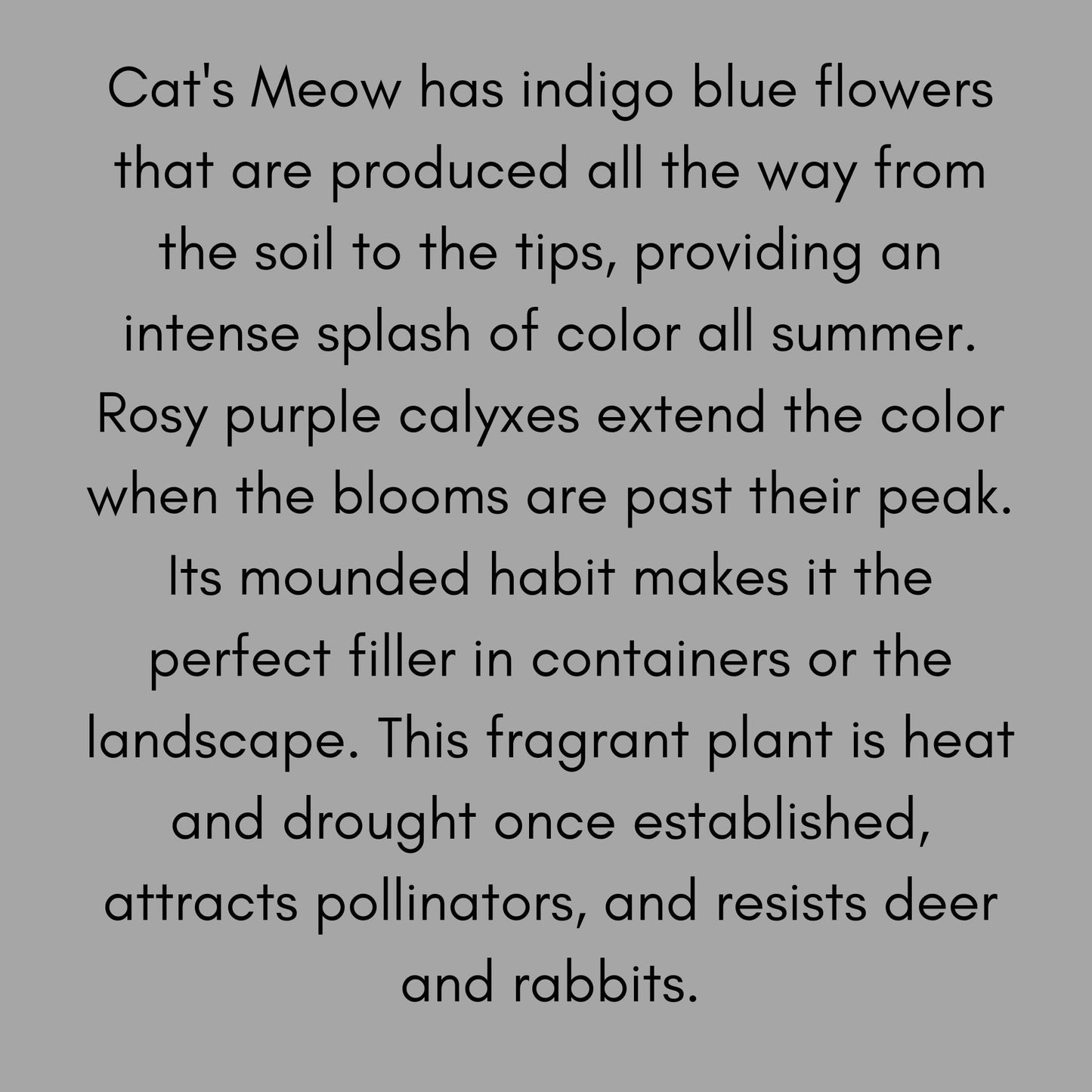 Catmint "Cats Meow" 1 Quart Size Plants, easy to grow, plant lover Gift, house plants, Gift for Mom, gift for her garden, rare plant species