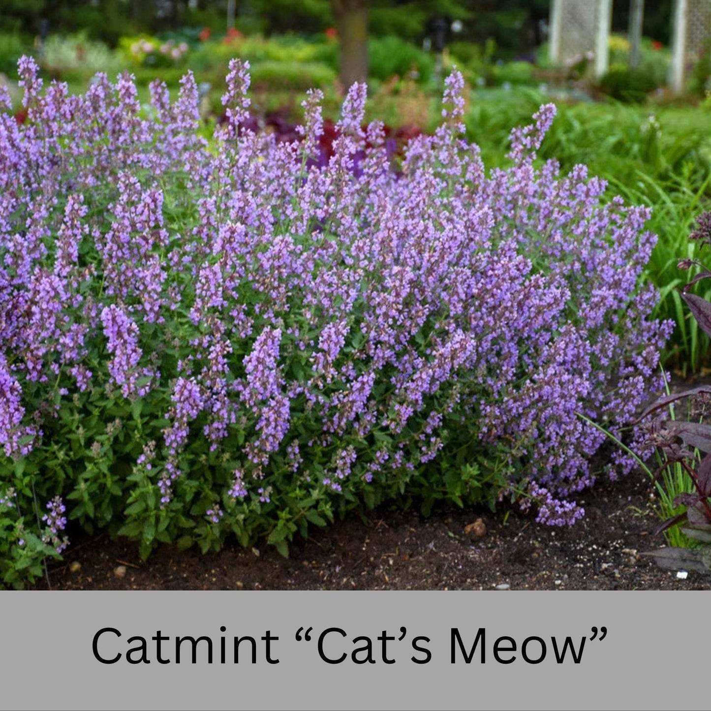 Catmint "Cats Meow" 1 Quart Size Plants, easy to grow, plant lover Gift, house plants, Gift for Mom, gift for her garden, rare plant species