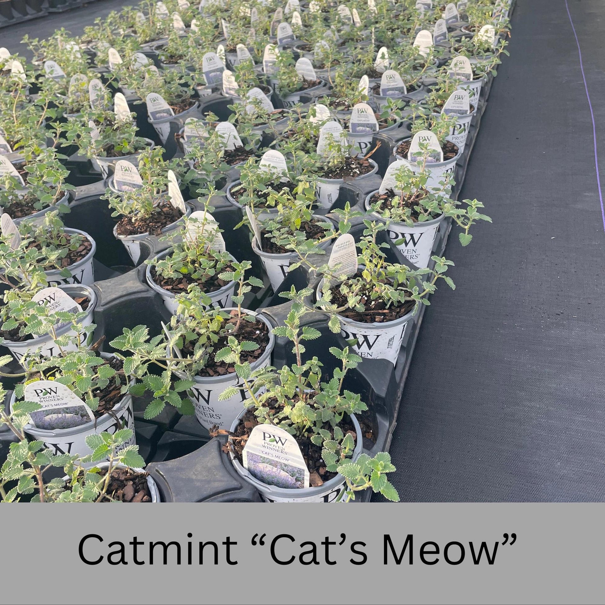 Catmint "Cats Meow" 1 Quart Size Plants, easy to grow, plant lover Gift, house plants, Gift for Mom, gift for her garden, rare plant species