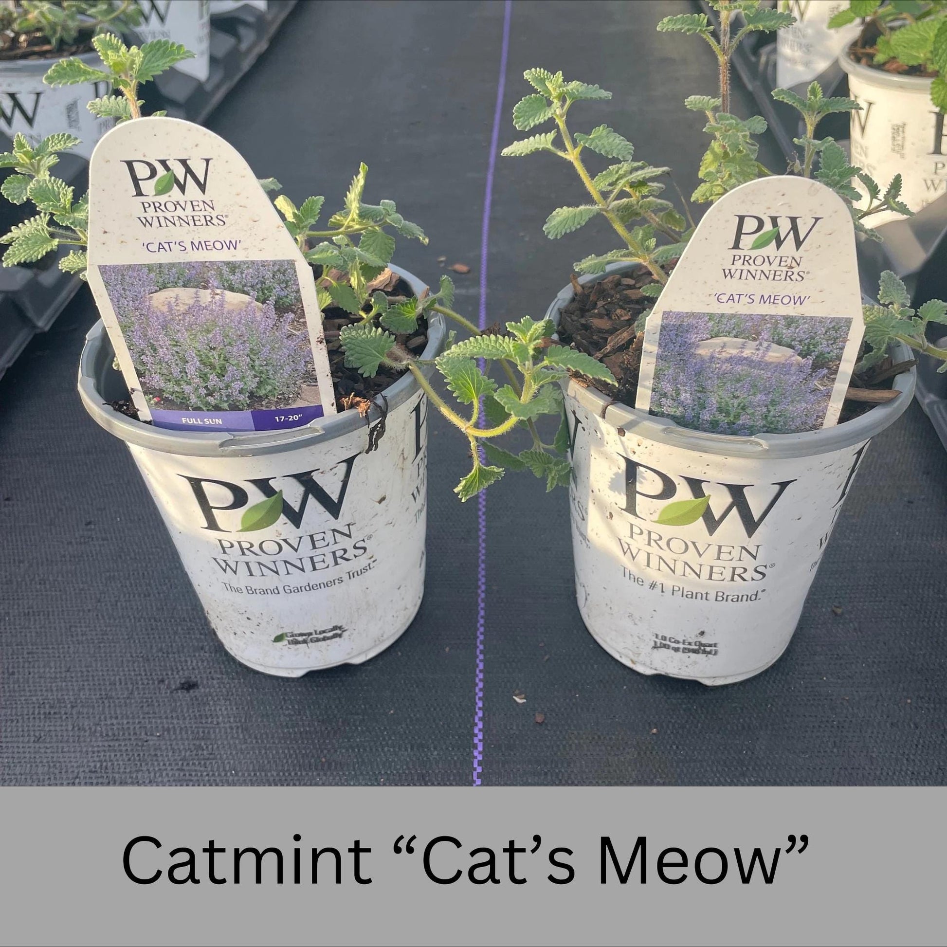 Catmint "Cats Meow" 1 Quart Size Plants, easy to grow, plant lover Gift, house plants, Gift for Mom, gift for her garden, rare plant species