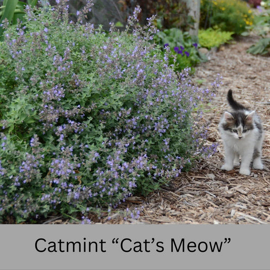 Catmint "Cats Meow" 1 Quart Size Plants, easy to grow, plant lover Gift, house plants, Gift for Mom, gift for her garden, rare plant species