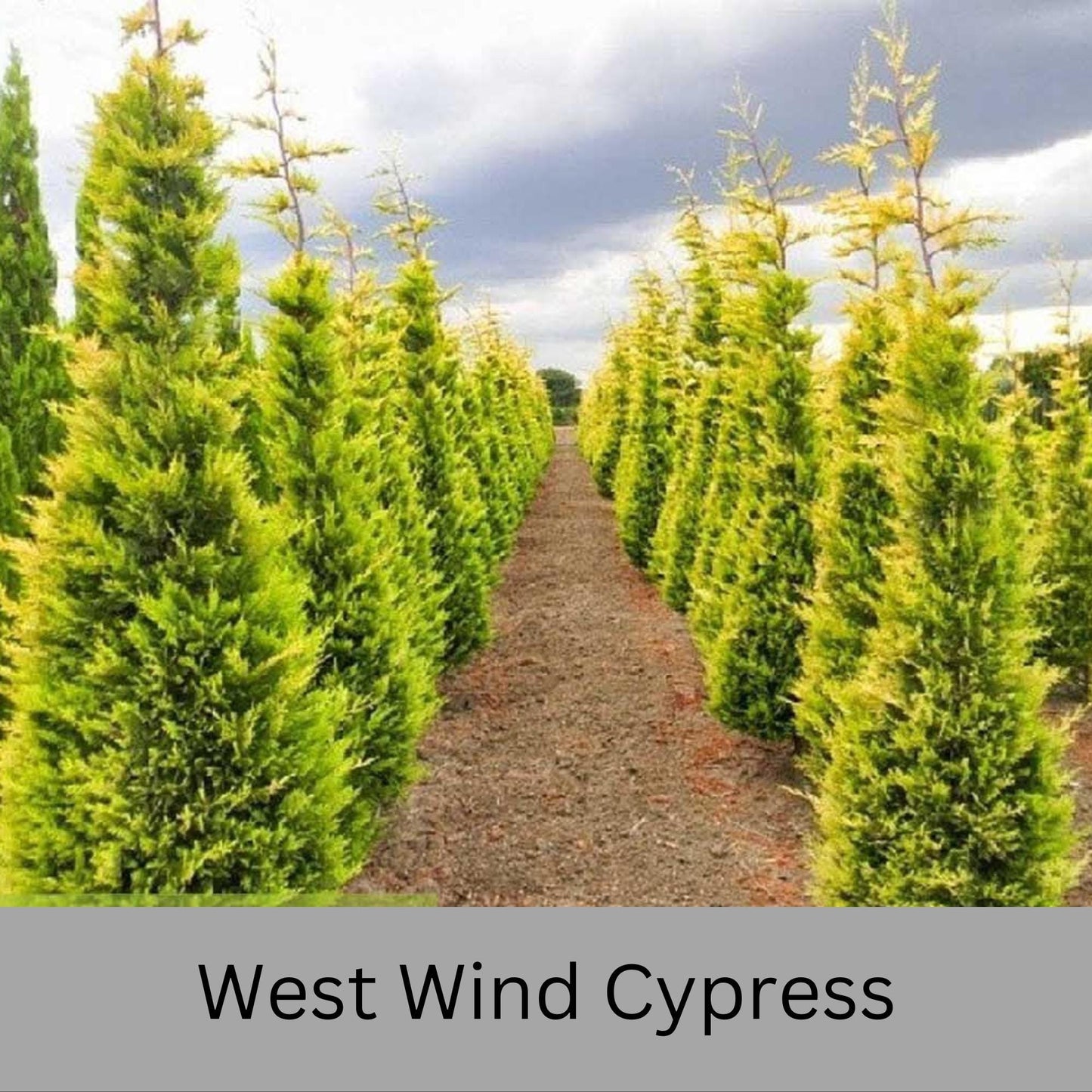 WEST WIND Leyland Cypress | Yellow Evergreen Hedge | 4 plants included with every order! | Fast Growing Trees