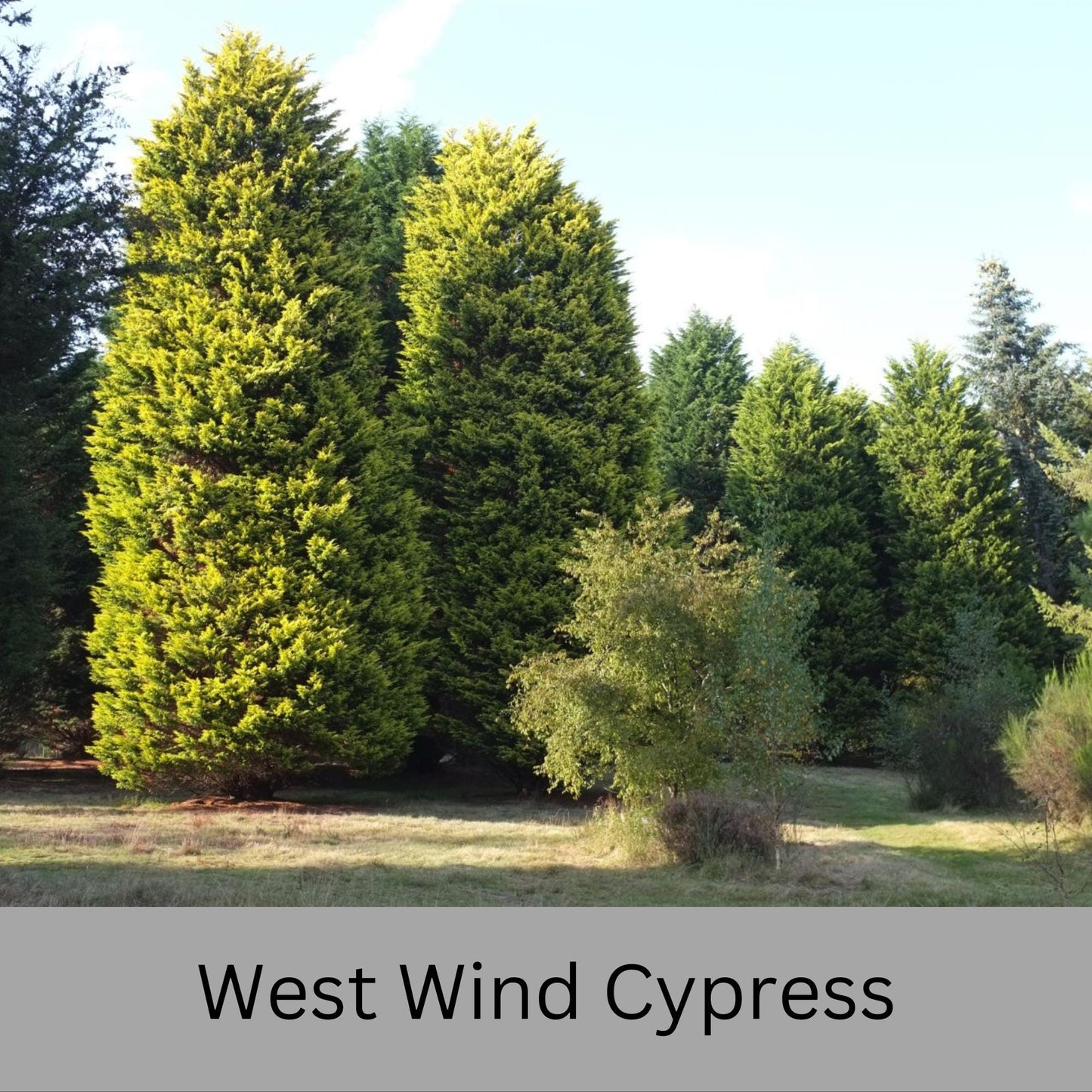 WEST WIND Leyland Cypress | Yellow Evergreen Hedge | 4 plants included with every order! | Fast Growing Trees