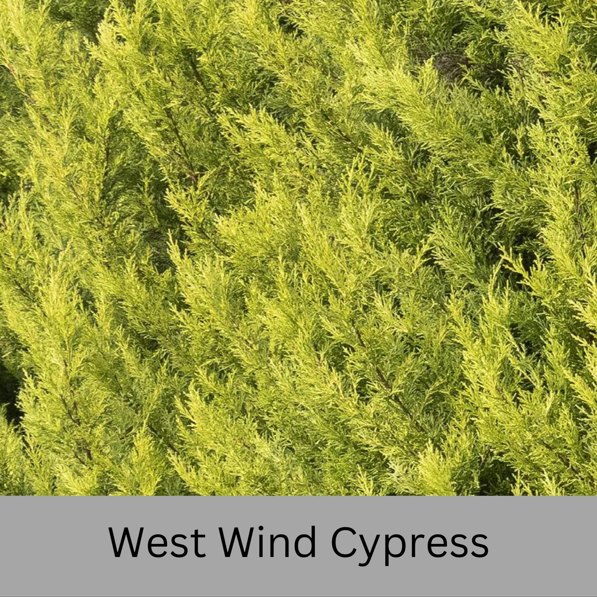 WEST WIND Leyland Cypress | Yellow Evergreen Hedge | 4 plants included with every order! | Fast Growing Trees