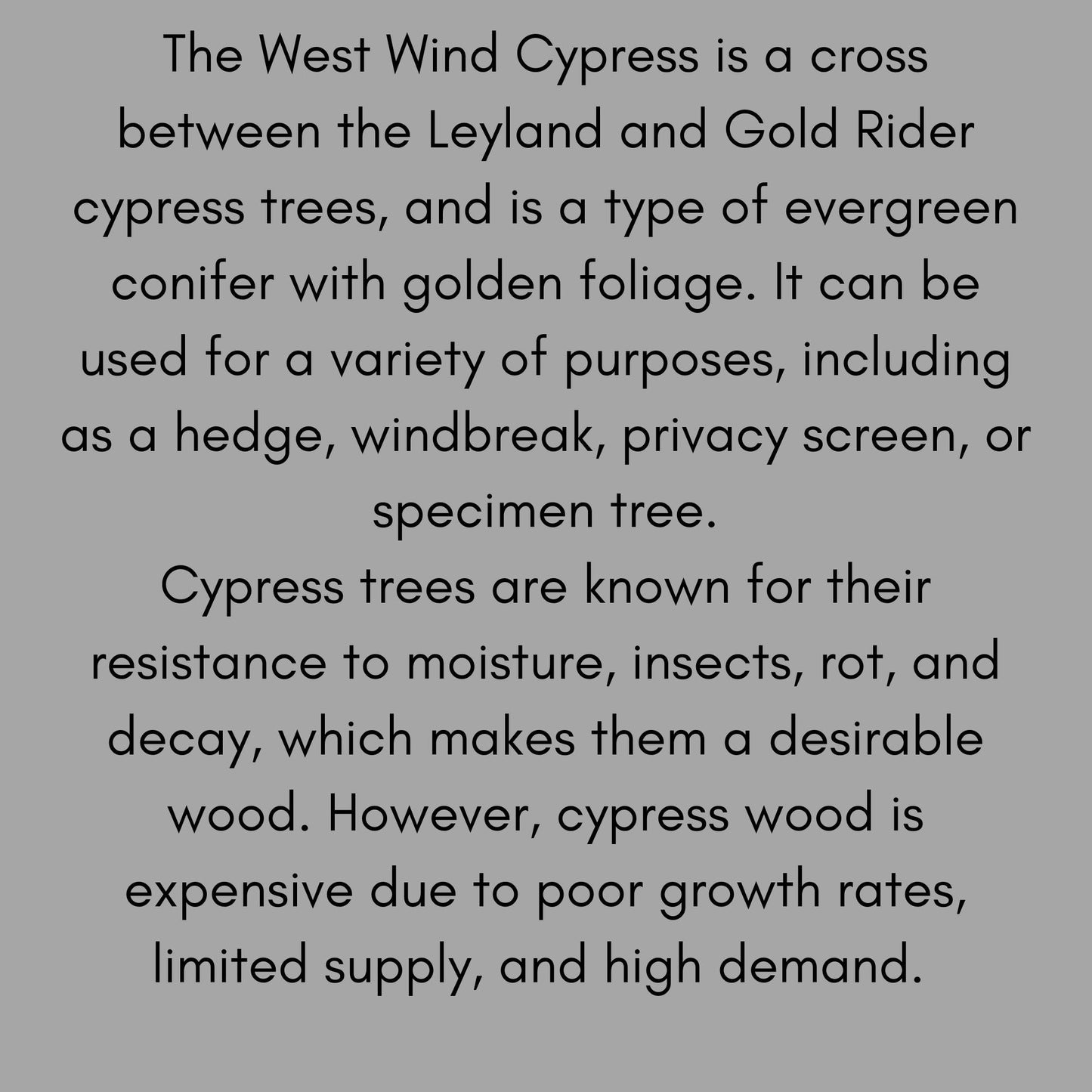 WEST WIND Leyland Cypress | Yellow Evergreen Hedge | 4 plants included with every order! | Fast Growing Trees