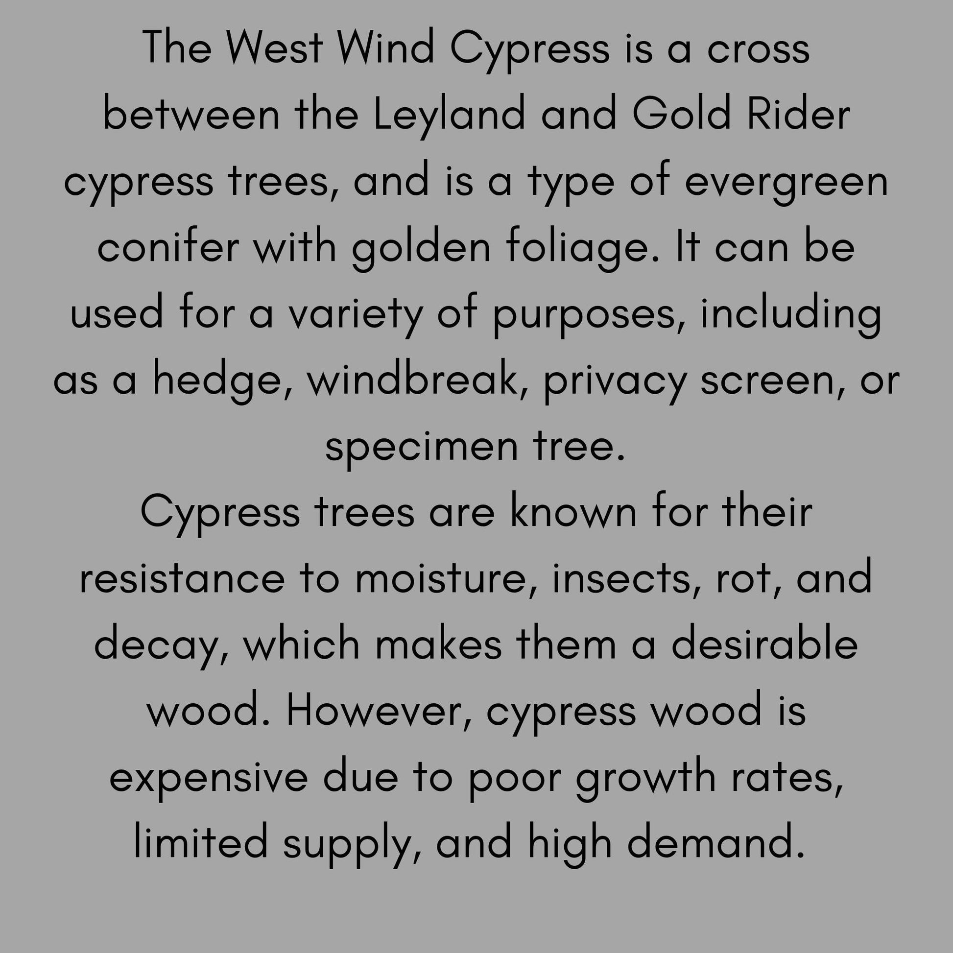 WEST WIND Leyland Cypress | Yellow Evergreen Hedge | 4 plants included with every order! | Fast Growing Trees