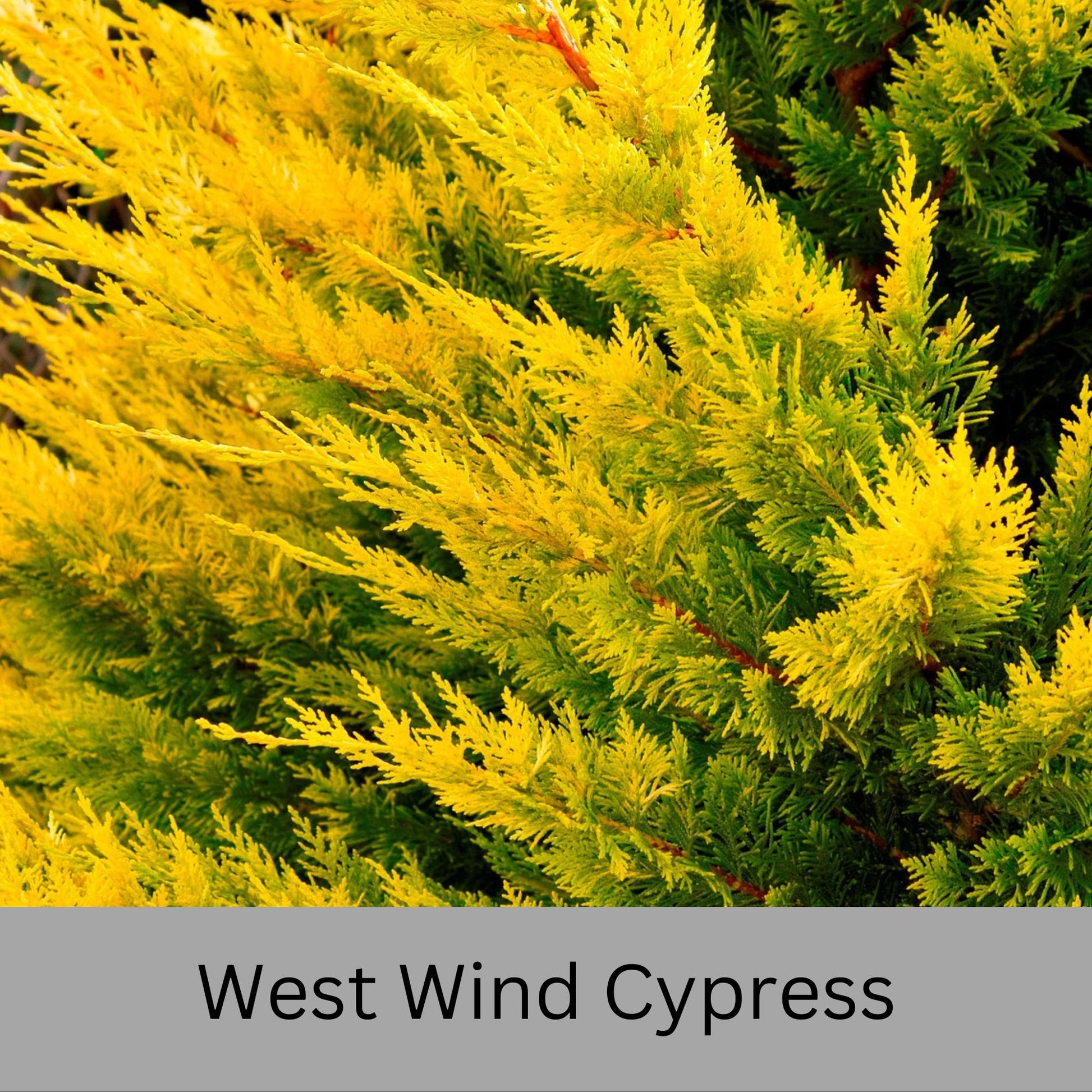 WEST WIND Leyland Cypress | Yellow Evergreen Hedge | 4 plants included with every order! | Fast Growing Trees