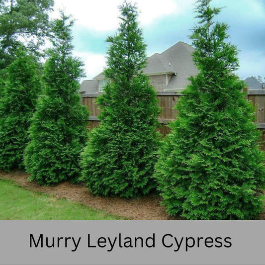 Murry Leyland CYPRESS- Privacy Hedge Tree - Three Different Sizes to Choose - Free Shipping!