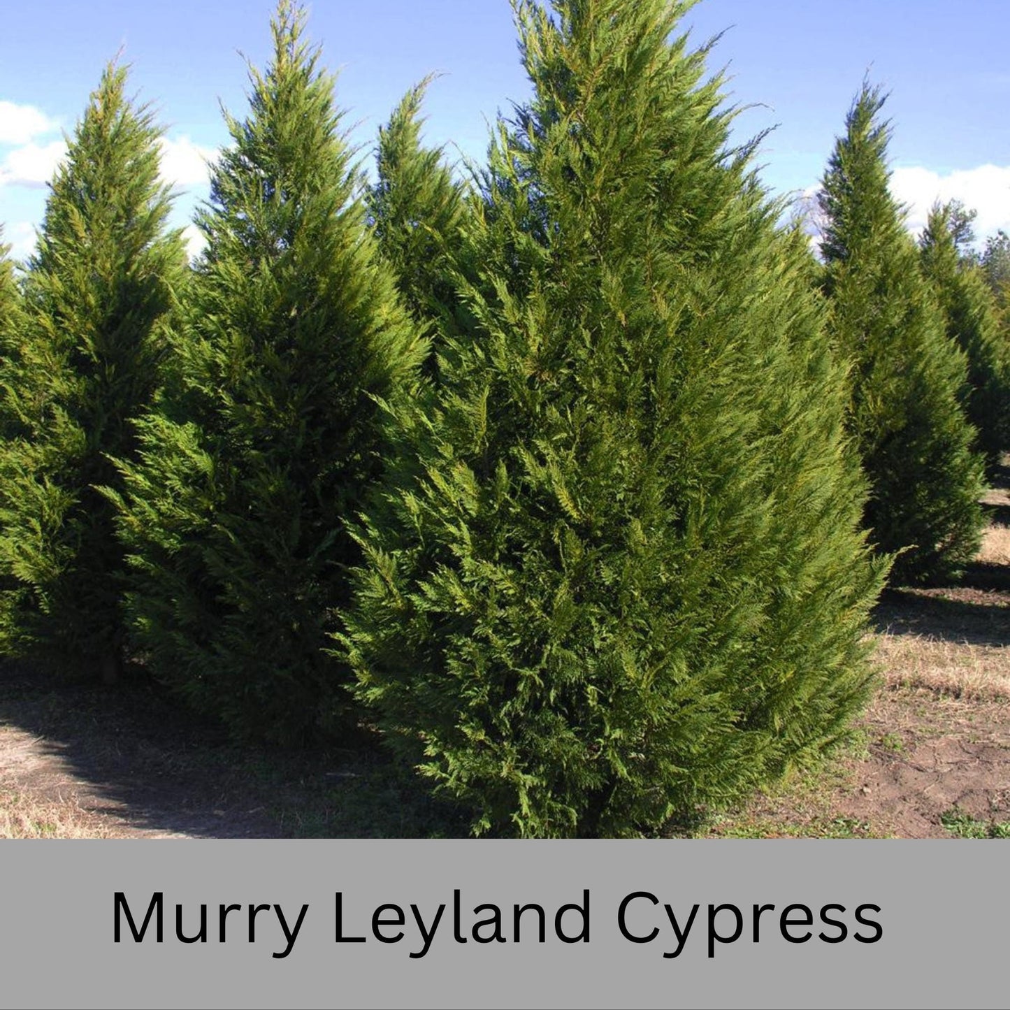 Murry Leyland CYPRESS- Privacy Hedge Tree - Three Different Sizes to Choose - Free Shipping!