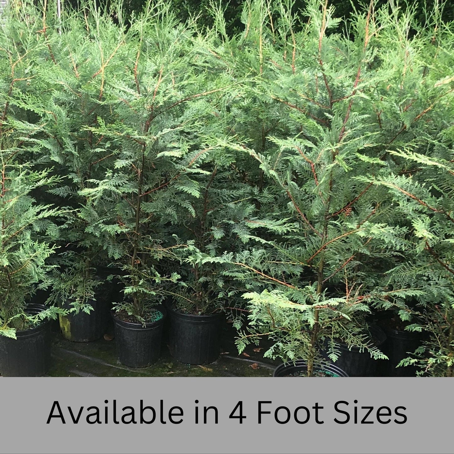 Murry Leyland CYPRESS- Privacy Hedge Tree - Three Different Sizes to Choose - Free Shipping!