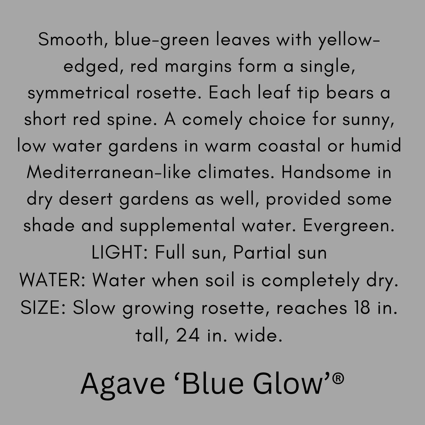 Agave 'Blue Glow'® | 1 Quart Containers | Evergreen Succulent | Full Sun Loving Perennial | Deer Resistant | Great and Unique Garden Gift!