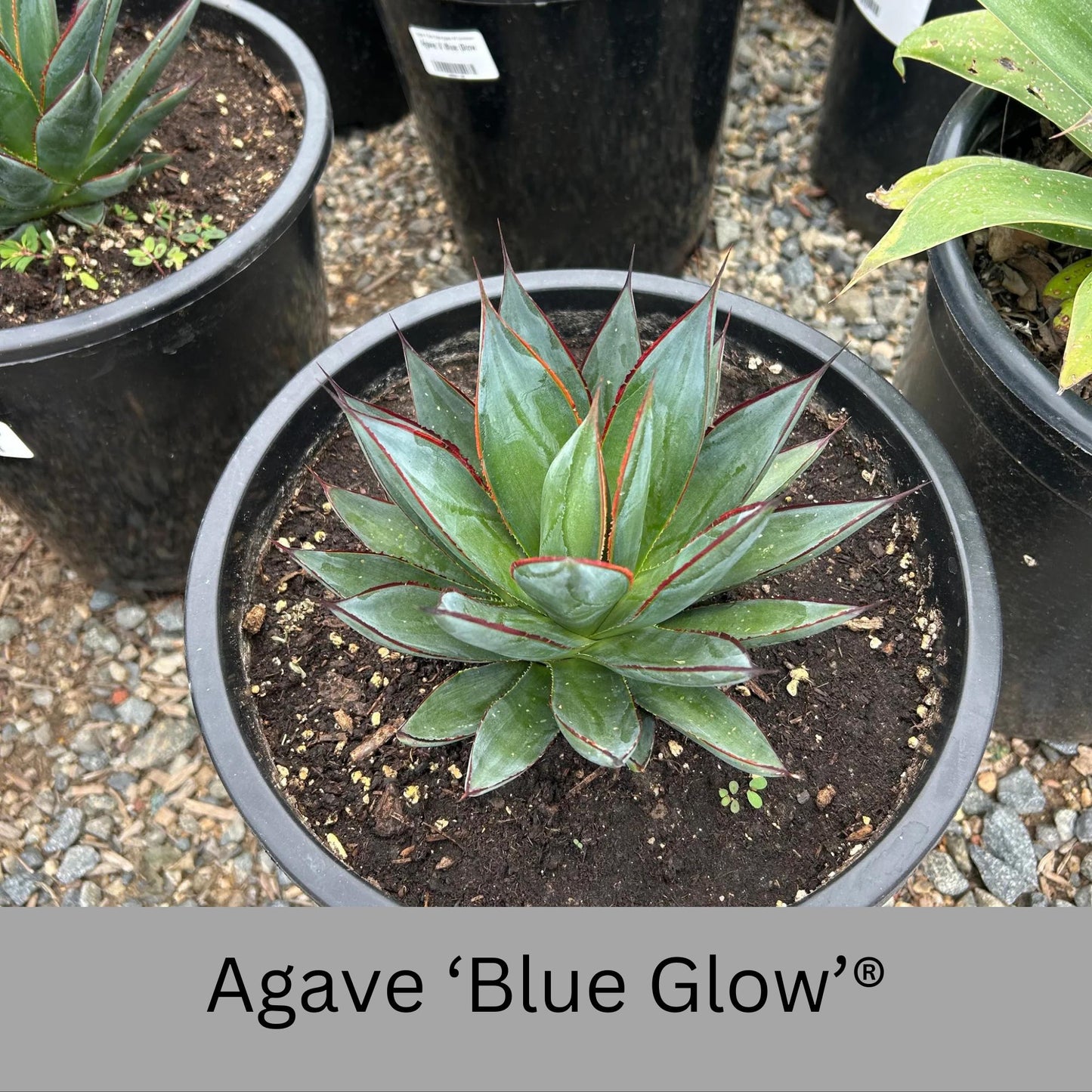 Agave 'Blue Glow'® | 1 Quart Containers | Evergreen Succulent | Full Sun Loving Perennial | Deer Resistant | Great and Unique Garden Gift!