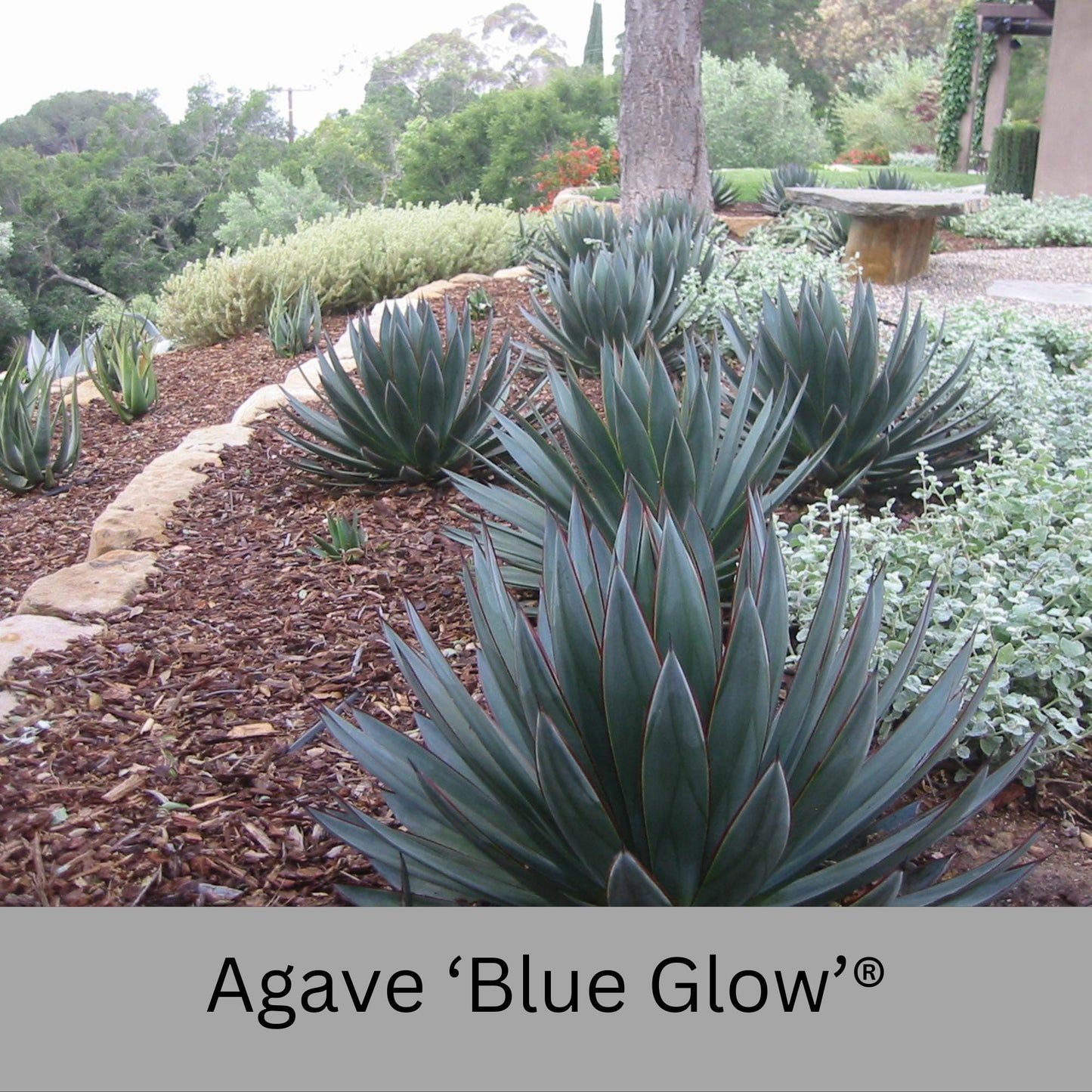 Agave 'Blue Glow'® | 1 Quart Containers | Evergreen Succulent | Full Sun Loving Perennial | Deer Resistant | Great and Unique Garden Gift!