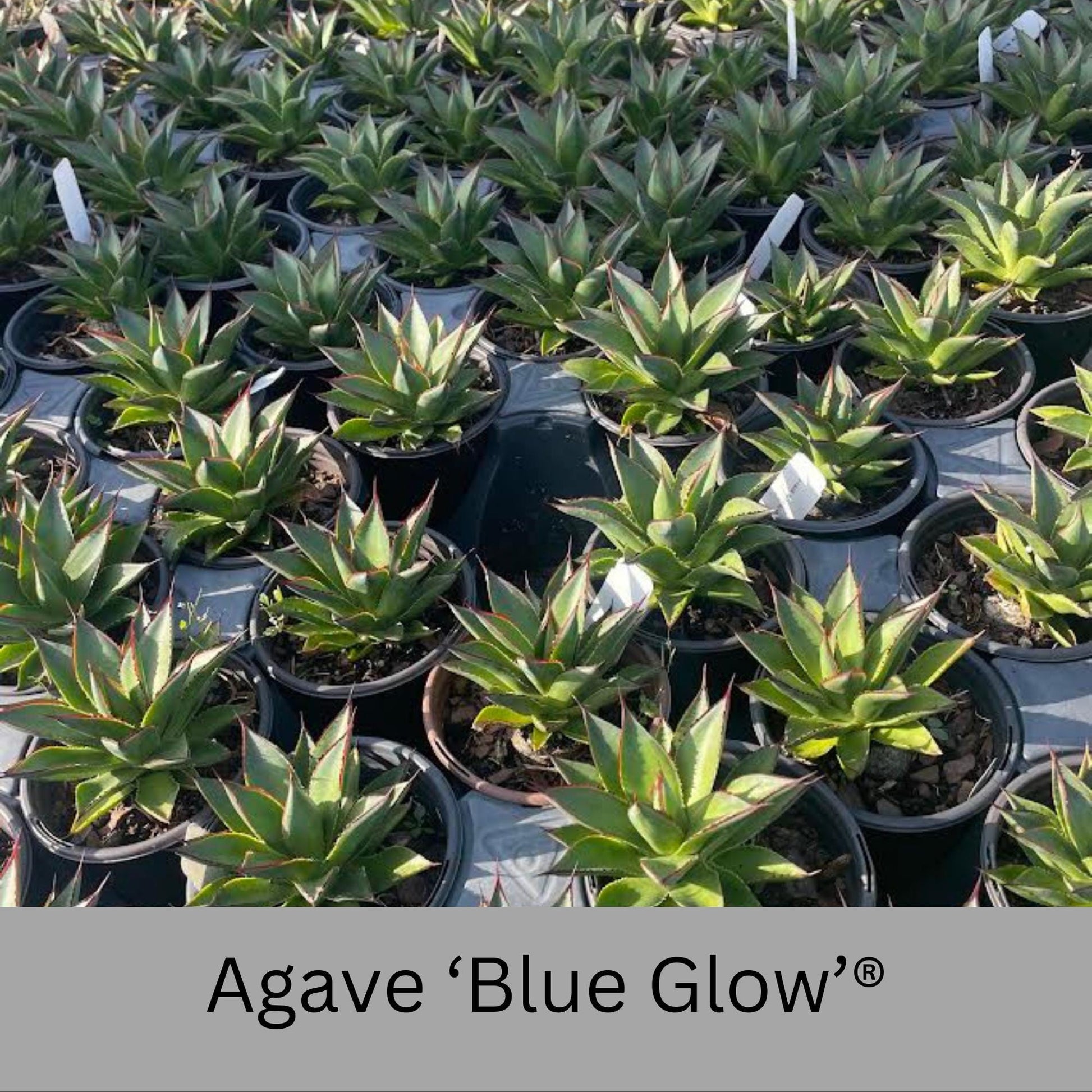 Agave 'Blue Glow'® | 1 Quart Containers | Evergreen Succulent | Full Sun Loving Perennial | Deer Resistant | Great and Unique Garden Gift!