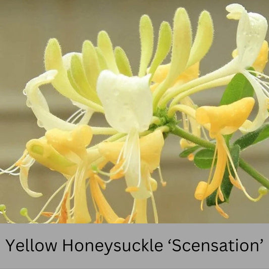 YELLOW HONEYSUCKLE VINE 'Scentsation' | 3 Gallon Container | Free Shipping | Fragrant Trellis Vine with Yellow Flowers | Fast Growing Vines