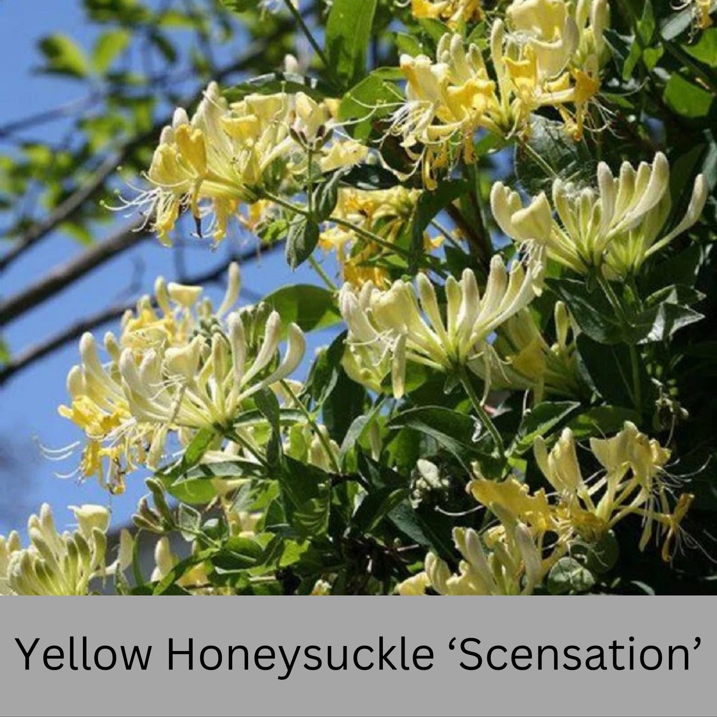 YELLOW HONEYSUCKLE VINE 'Scentsation' | 3 Gallon Container | Free Shipping | Fragrant Trellis Vine with Yellow Flowers | Fast Growing Vines