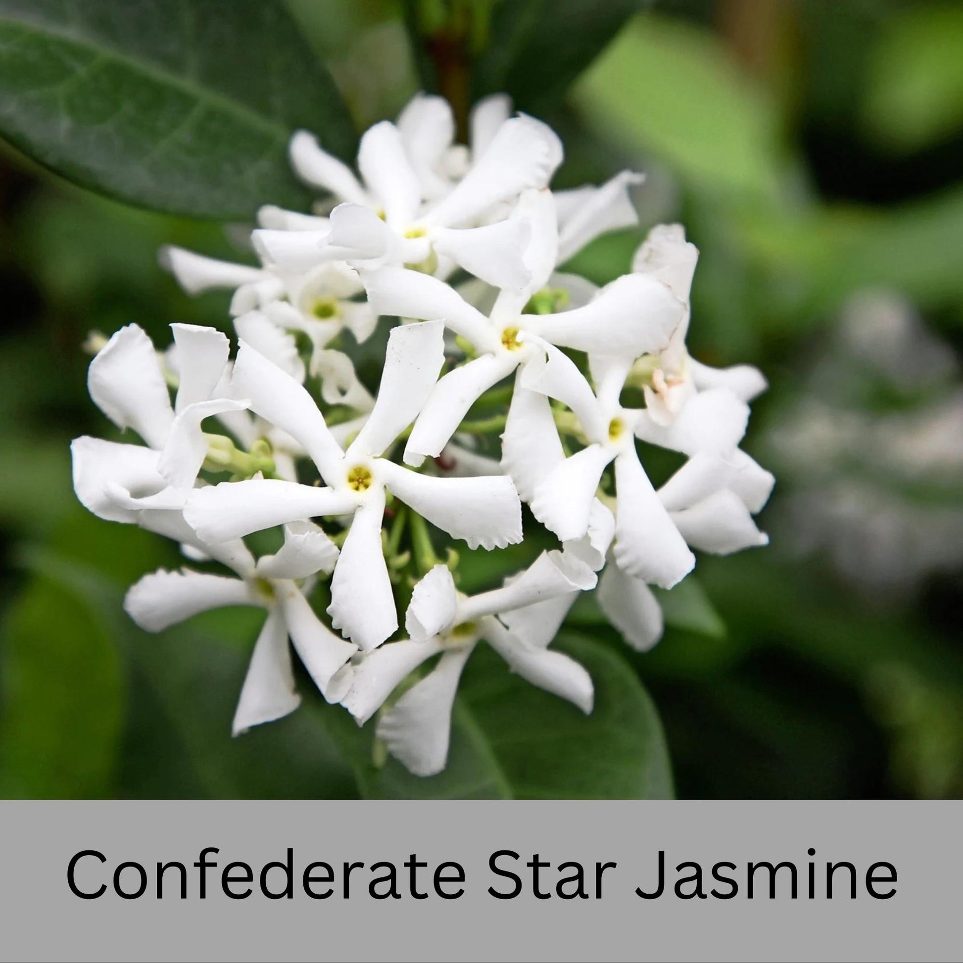 Confederate Star Jasmine | Fragrant Yellow White Flowers | Evergreen Vine Trellis | 1 Quart Size Containers | Fast and East to Grow!