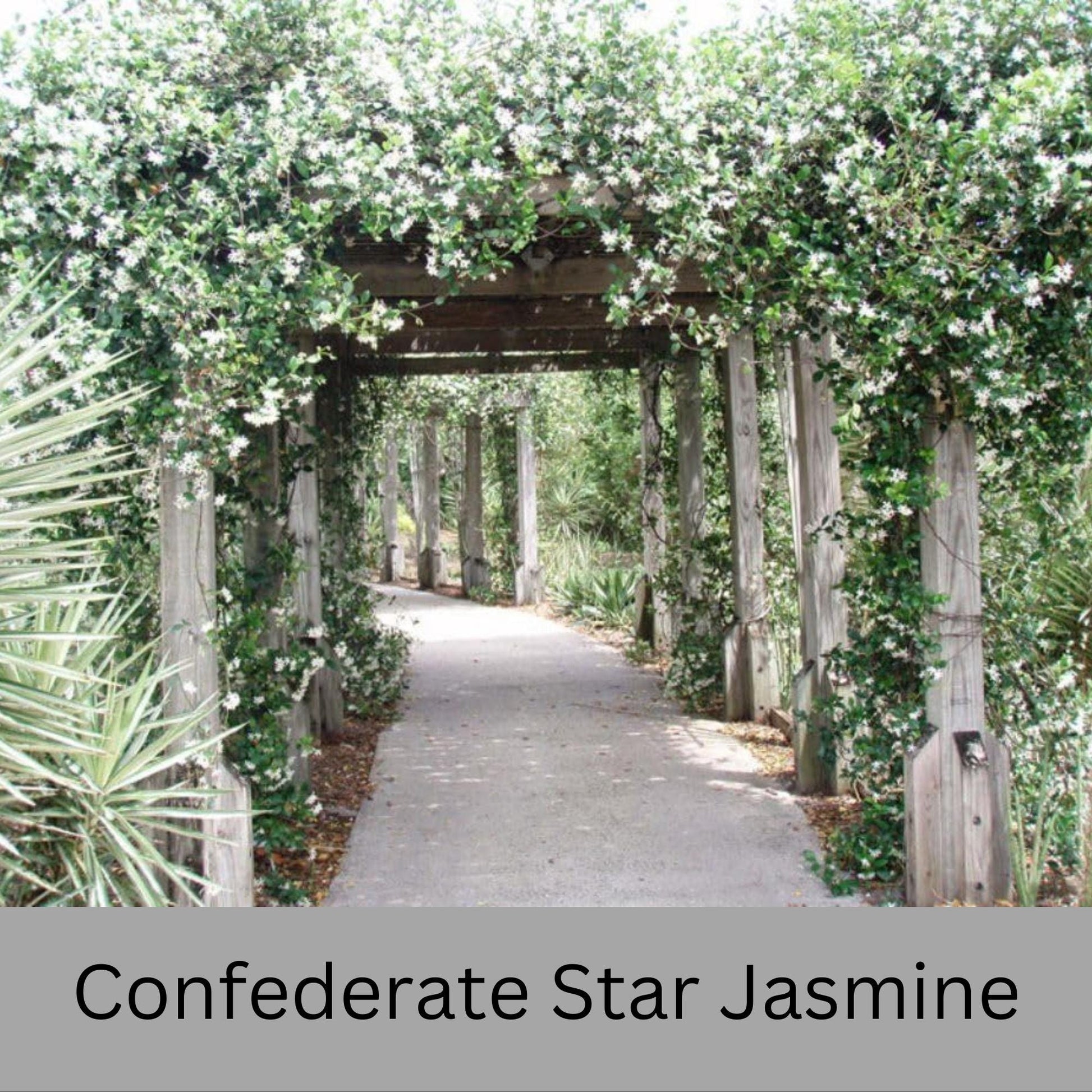 Confederate Star Jasmine | Fragrant Yellow White Flowers | Evergreen Vine Trellis | 1 Quart Size Containers | Fast and East to Grow!