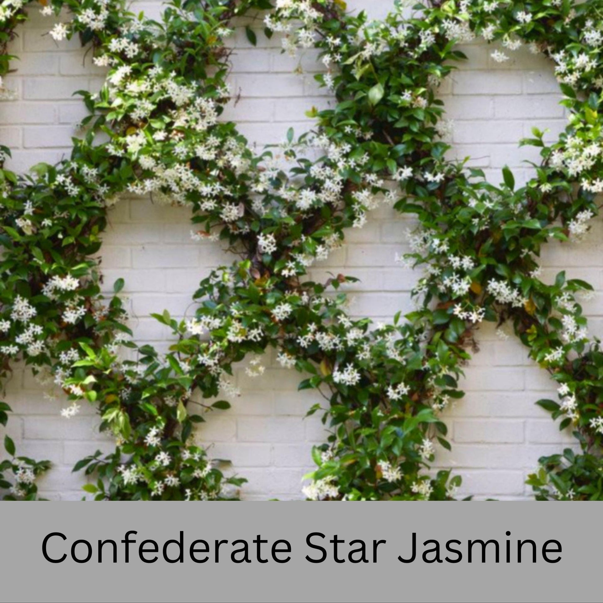 Confederate Star Jasmine | Fragrant Yellow White Flowers | Evergreen Vine Trellis | 1 Quart Size Containers | Fast and East to Grow!