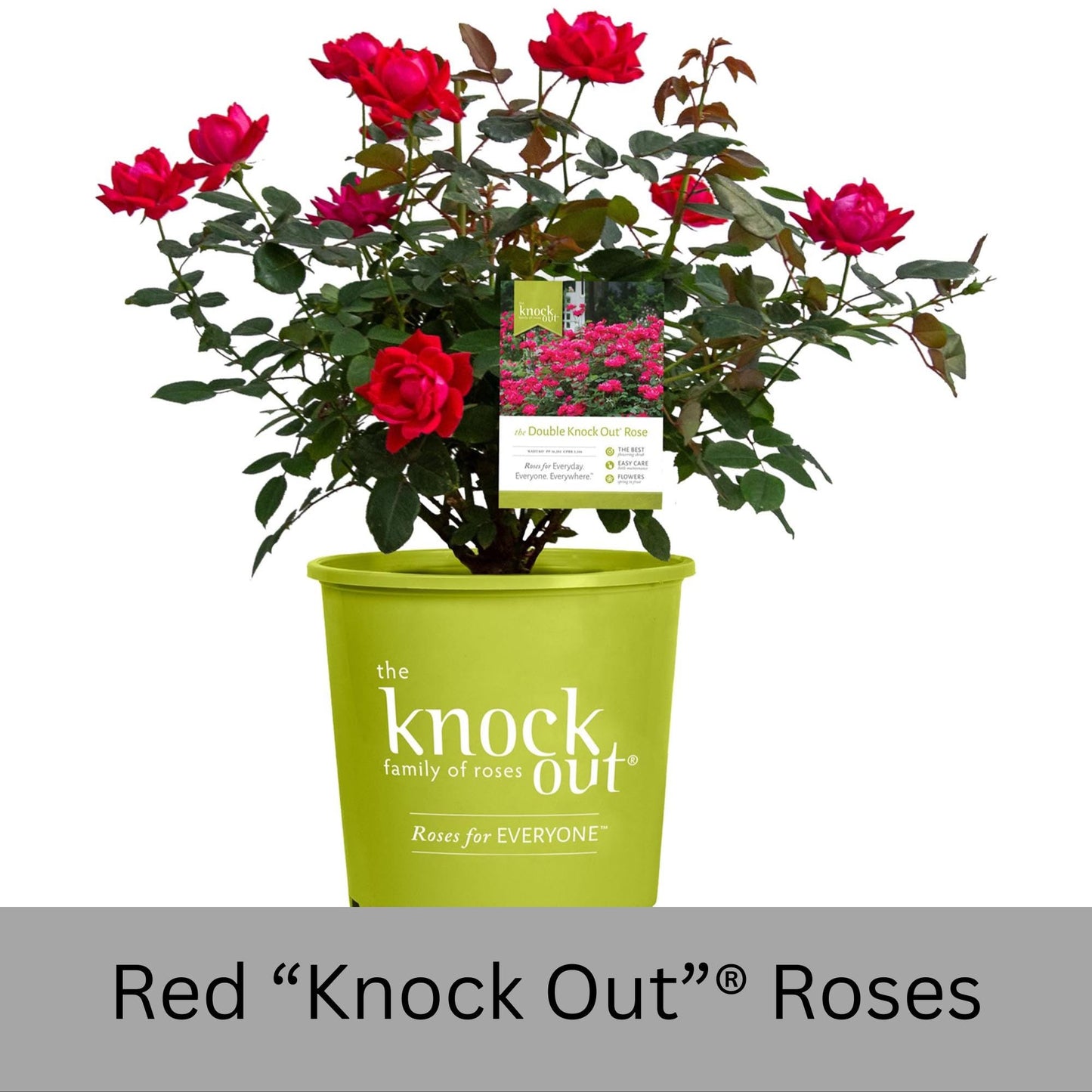 Cherry Red "Knock Out"® Roses | Disease Resistant | Free Shipping | Quart Size Containers | Blooms Spring to Fall! | Tons of Blooms!