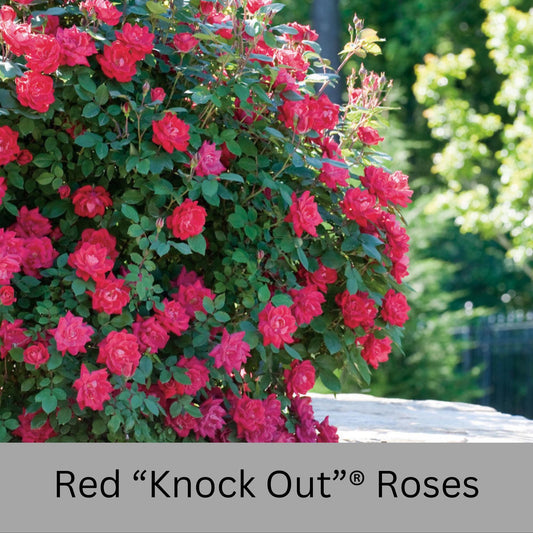 Cherry Red "Knock Out"® Roses | Disease Resistant | Free Shipping | Quart Size Containers | Blooms Spring to Fall! | Tons of Blooms!