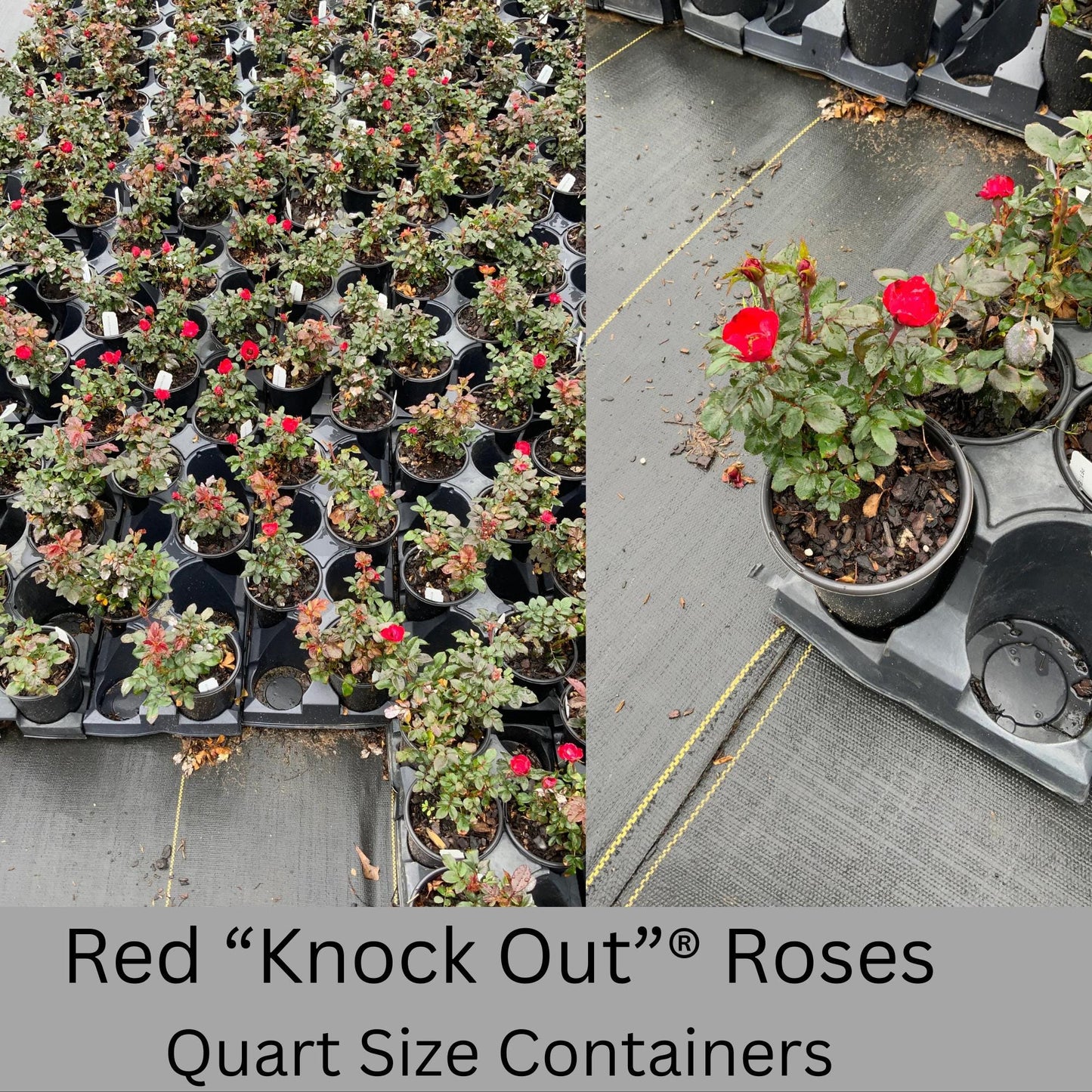 Cherry Red "Knock Out"® Roses | Disease Resistant | Free Shipping | Quart Size Containers | Blooms Spring to Fall! | Tons of Blooms!