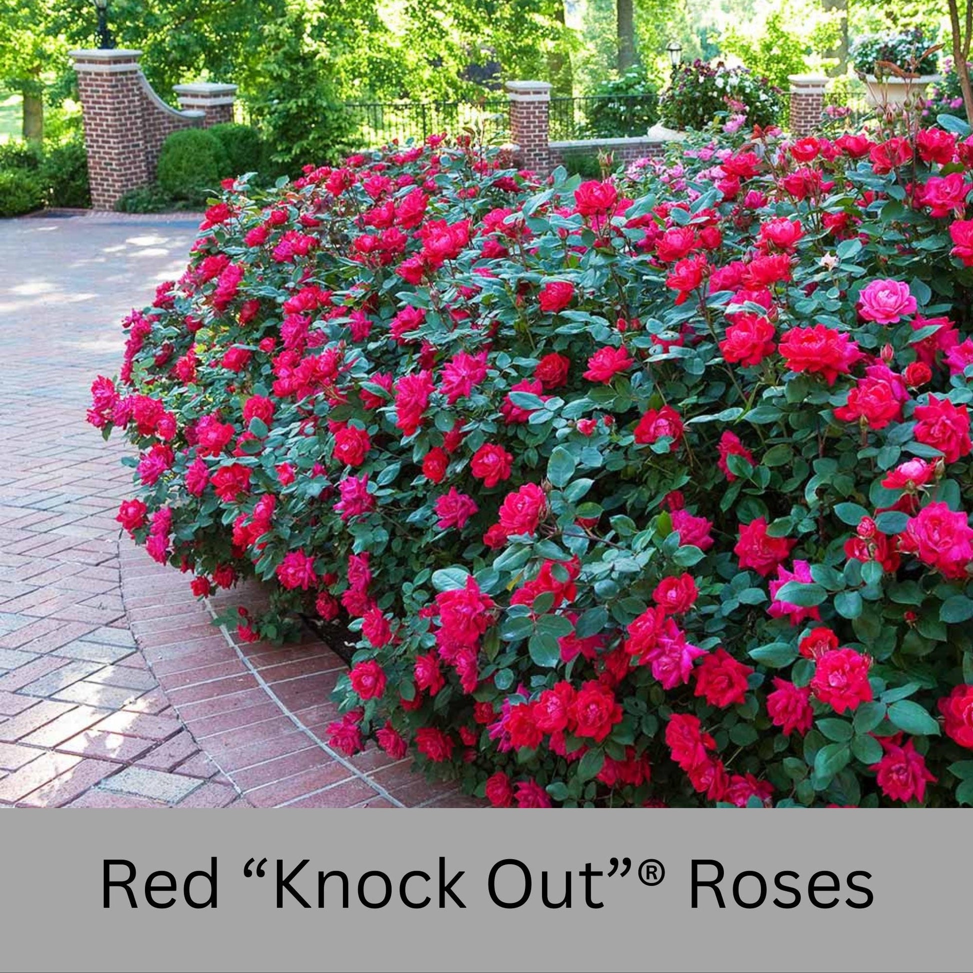 Cherry Red "Knock Out"® Roses | Disease Resistant | Free Shipping | Quart Size Containers | Blooms Spring to Fall! | Tons of Blooms!