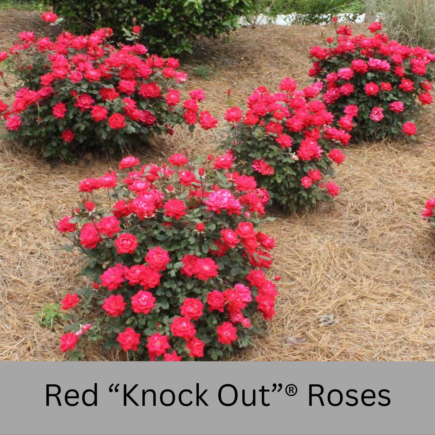 Cherry Red "Knock Out"® Roses | Disease Resistant | Free Shipping | Quart Size Containers | Blooms Spring to Fall! | Tons of Blooms!