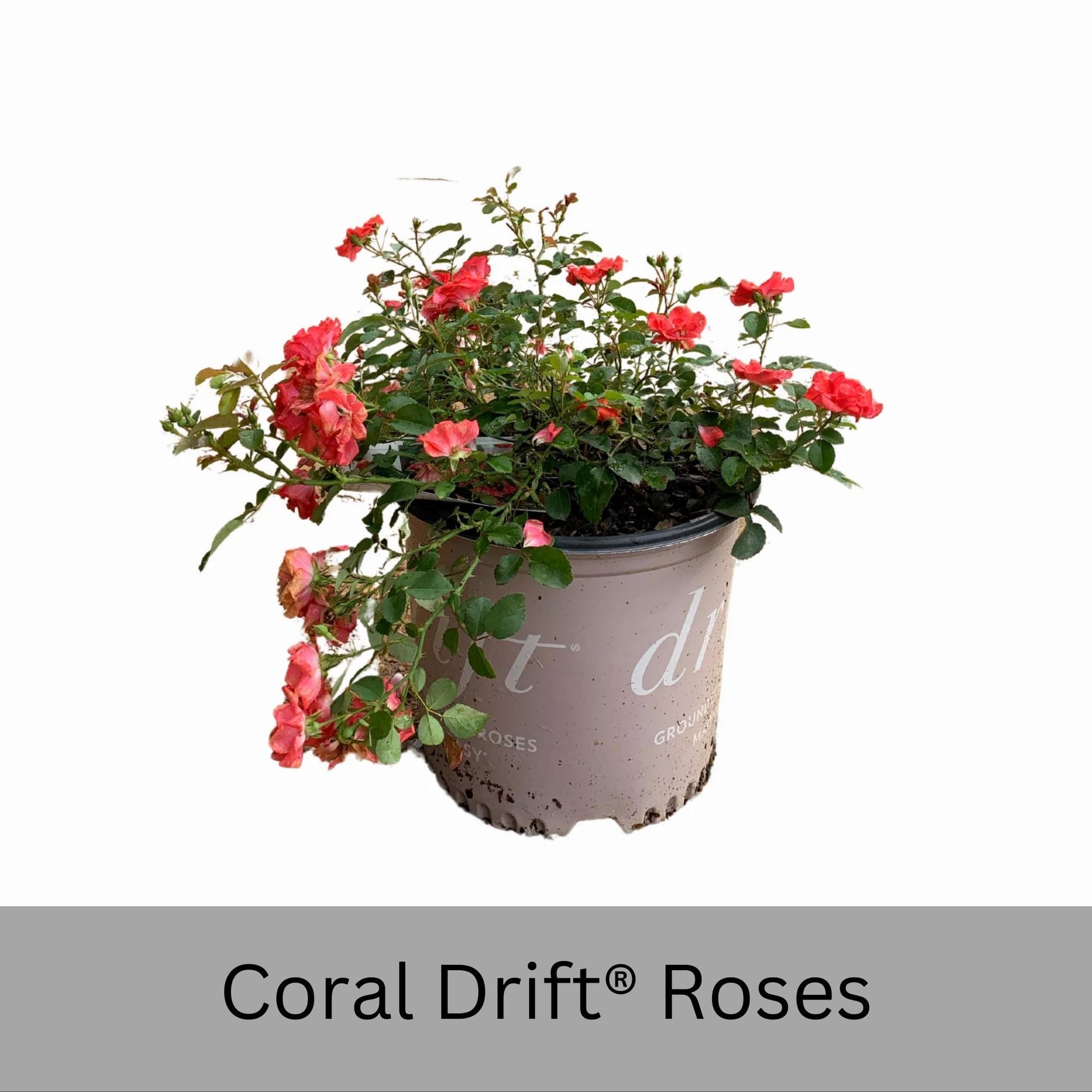 Coral DRIFT® ROSES | Groundcover Creeping Roses | Quart Sizes | Sun Loving Fast Growing and Disease Resistant Roses