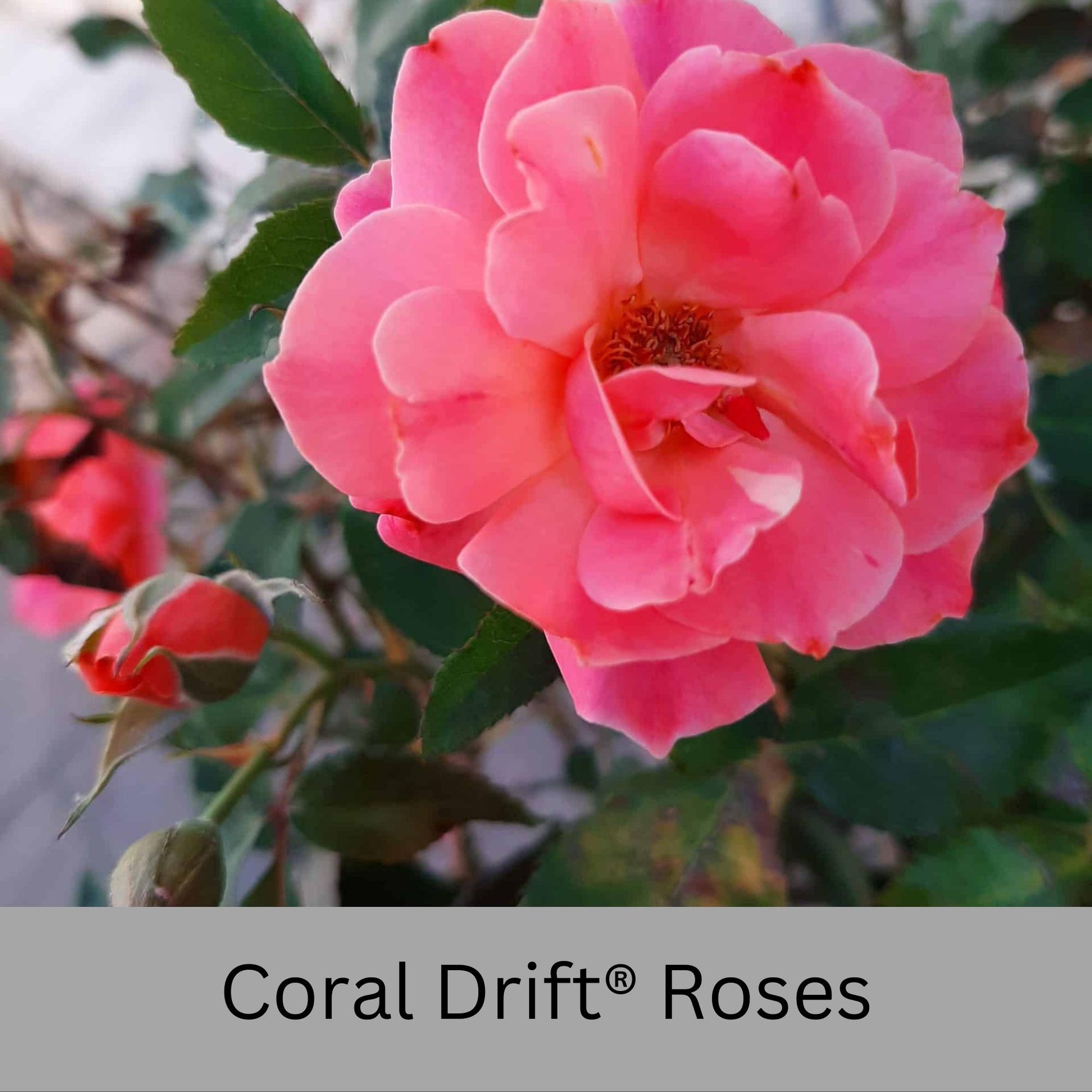 Coral DRIFT® ROSES | Groundcover Creeping Roses | Quart Sizes | Sun Loving Fast Growing and Disease Resistant Roses