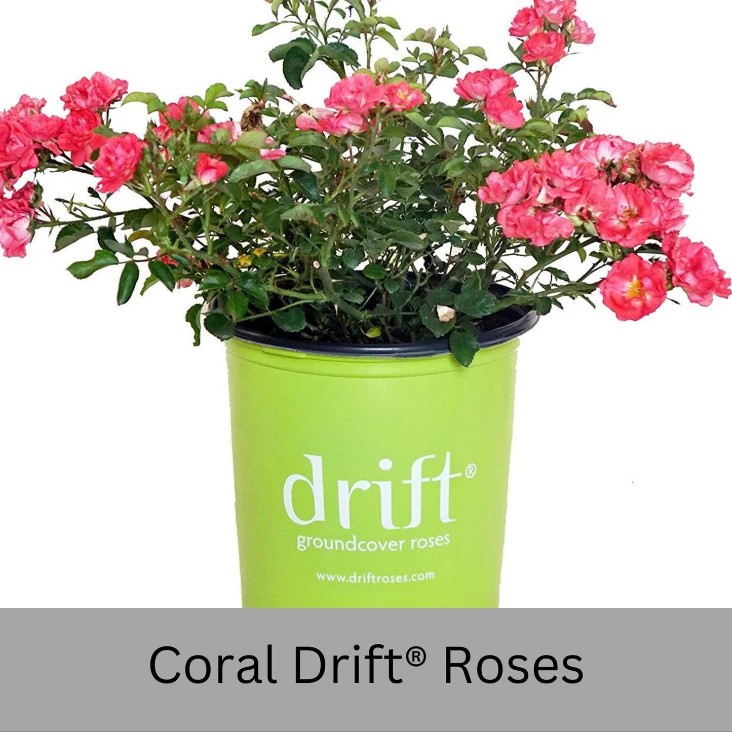 Coral DRIFT® ROSES | Groundcover Creeping Roses | Quart Sizes | Sun Loving Fast Growing and Disease Resistant Roses