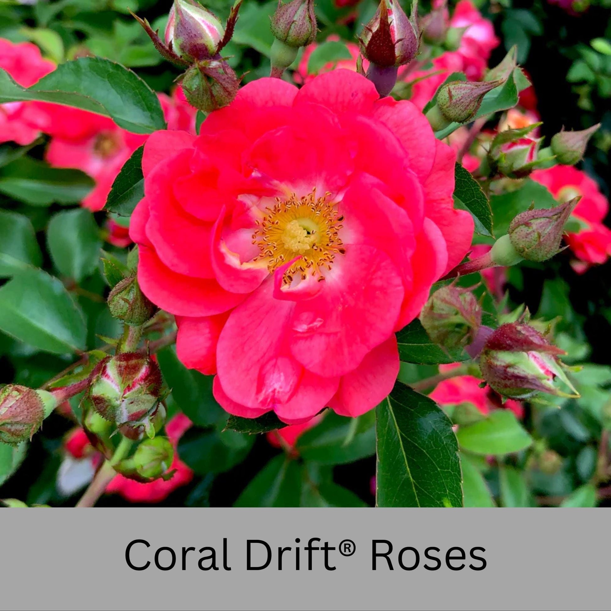 Coral DRIFT® ROSES | Groundcover Creeping Roses | Quart Sizes | Sun Loving Fast Growing and Disease Resistant Roses