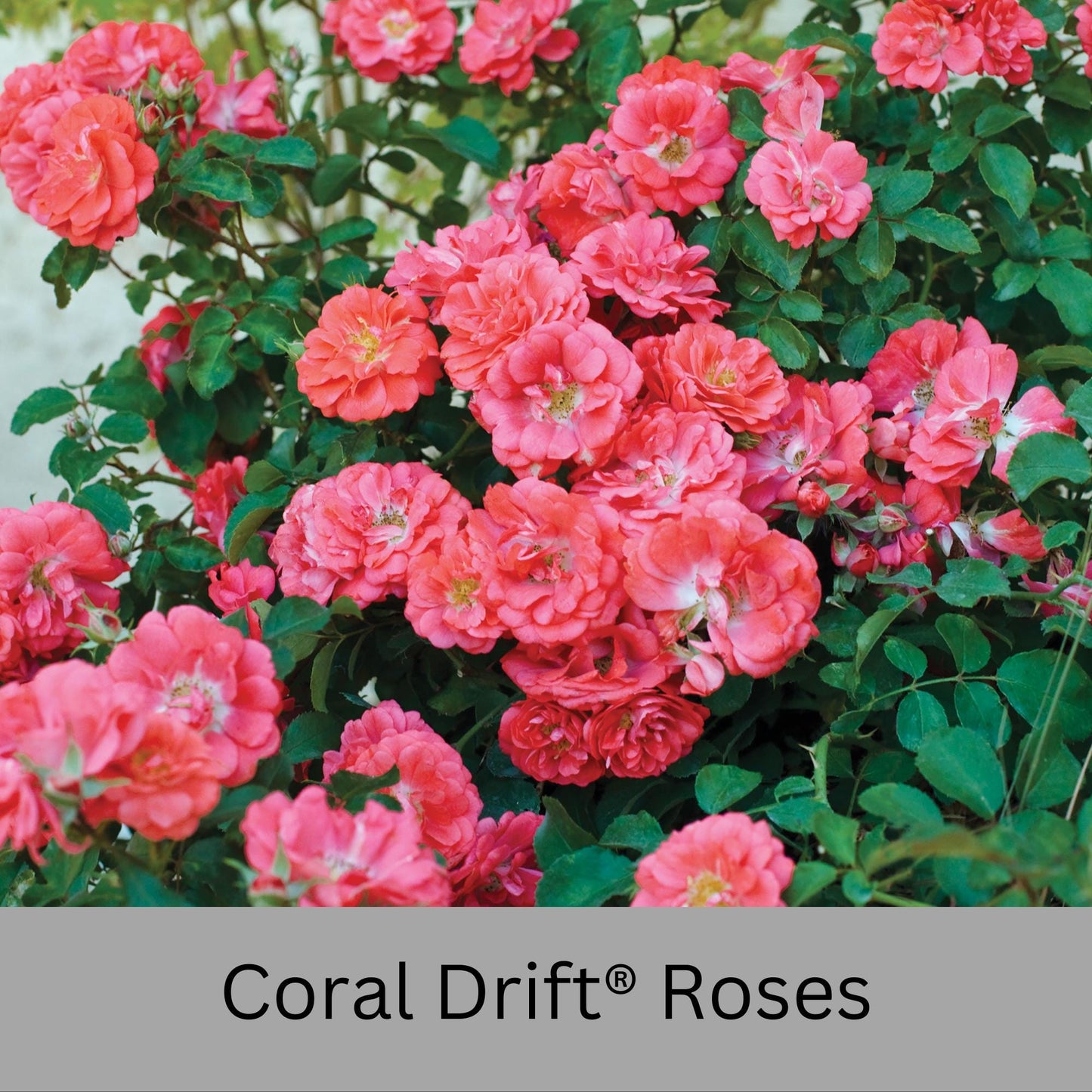 Coral DRIFT® ROSES | Groundcover Creeping Roses | Quart Sizes | Sun Loving Fast Growing and Disease Resistant Roses