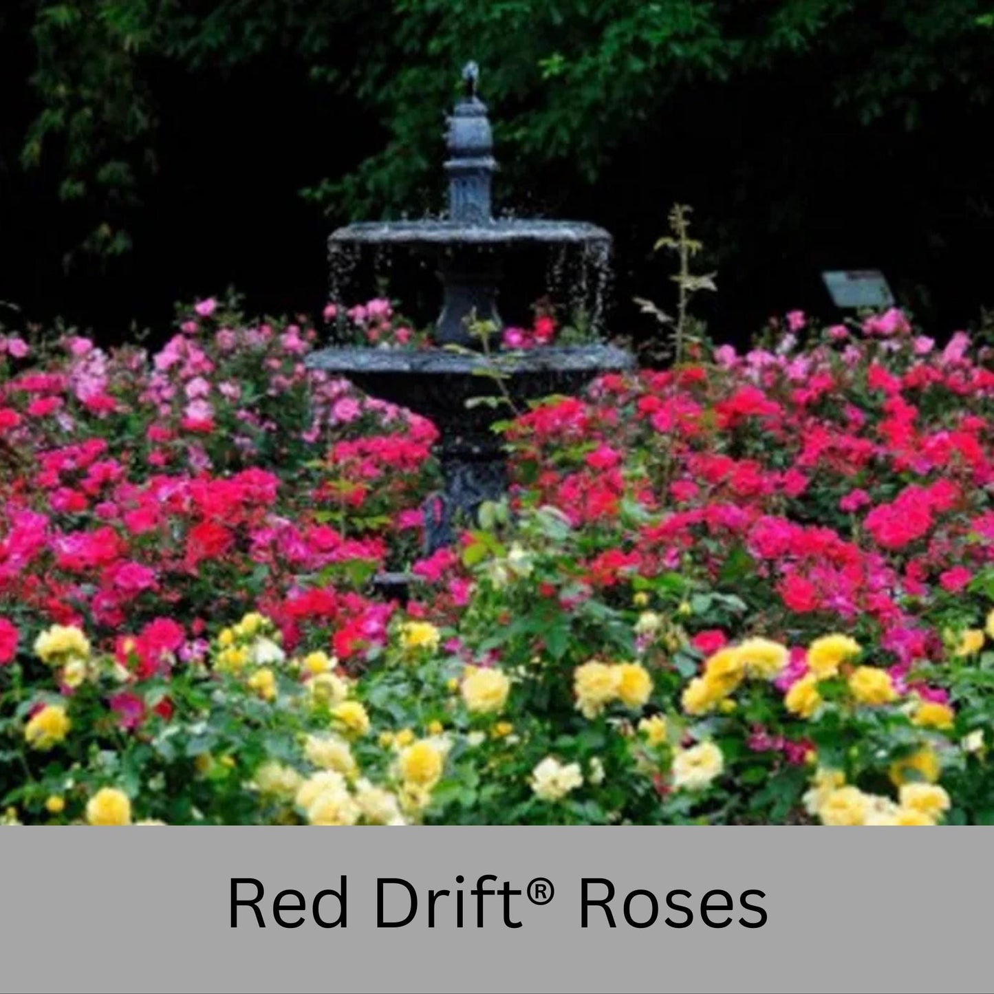 Red DRIFT® ROSES | Groundcover Creeping Roses | Quart Sizes | Sun Loving Fast Growing and Disease Resistant Roses