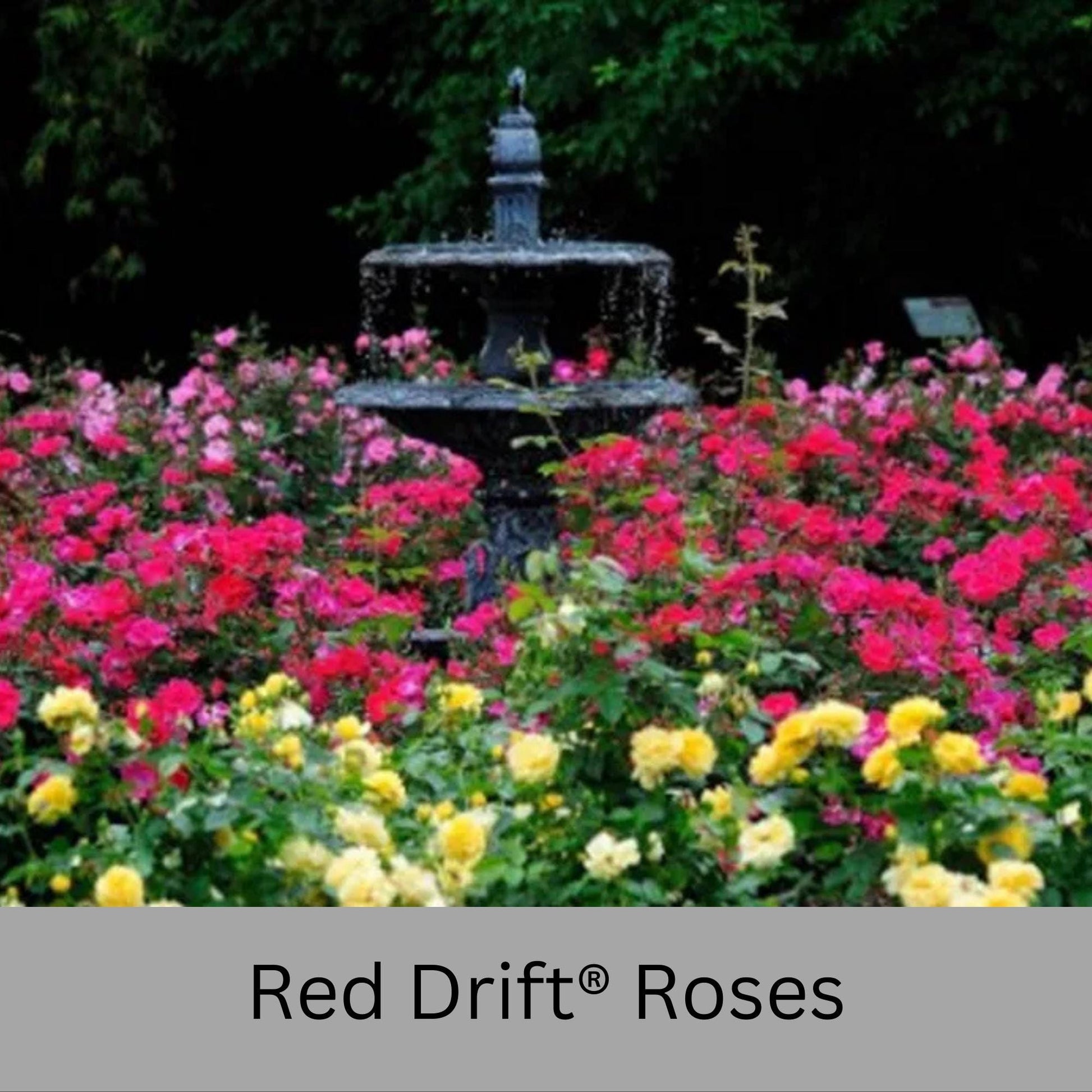 Red DRIFT® ROSES | Groundcover Creeping Roses | Quart Sizes | Sun Loving Fast Growing and Disease Resistant Roses