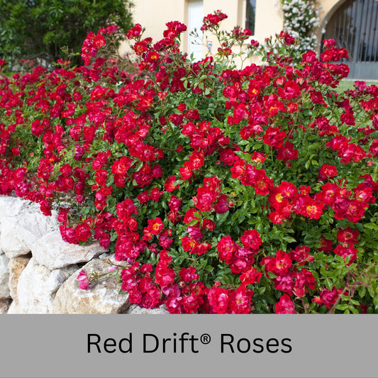 Red DRIFT® ROSES | Groundcover Creeping Roses | Quart Sizes | Sun Loving Fast Growing and Disease Resistant Roses