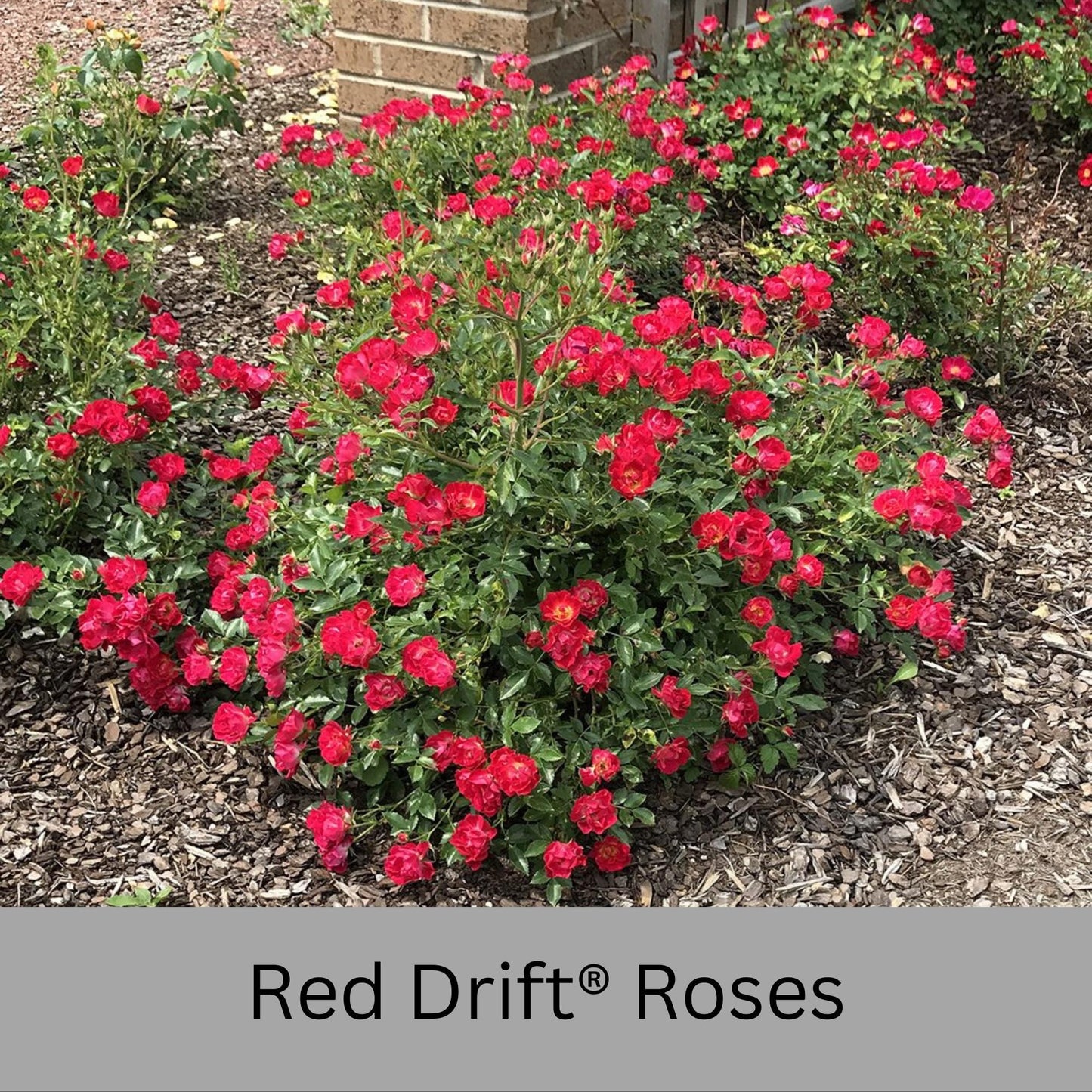 Red DRIFT® ROSES | Groundcover Creeping Roses | Quart Sizes | Sun Loving Fast Growing and Disease Resistant Roses