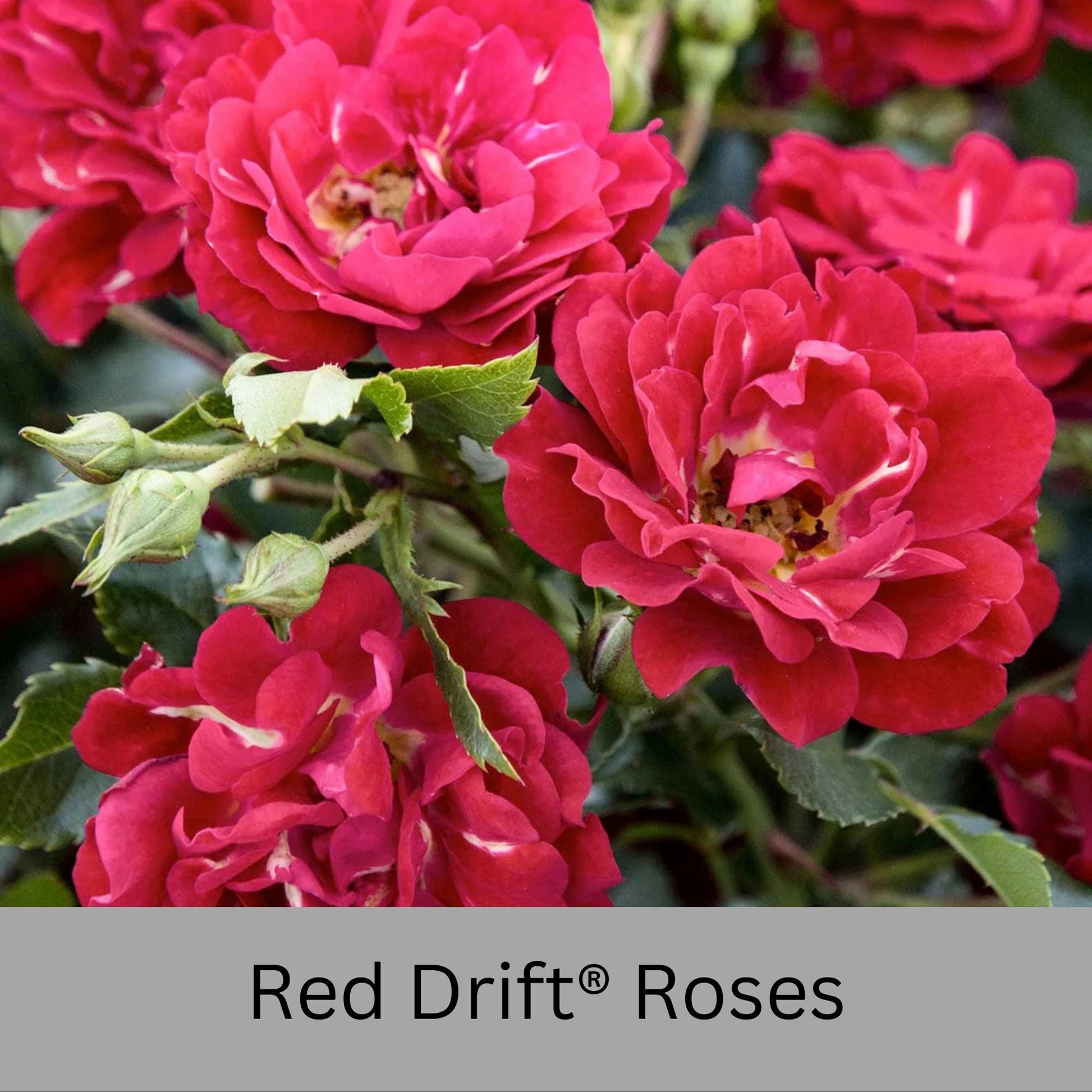 Red DRIFT® ROSES | Groundcover Creeping Roses | Quart Sizes | Sun Loving Fast Growing and Disease Resistant Roses