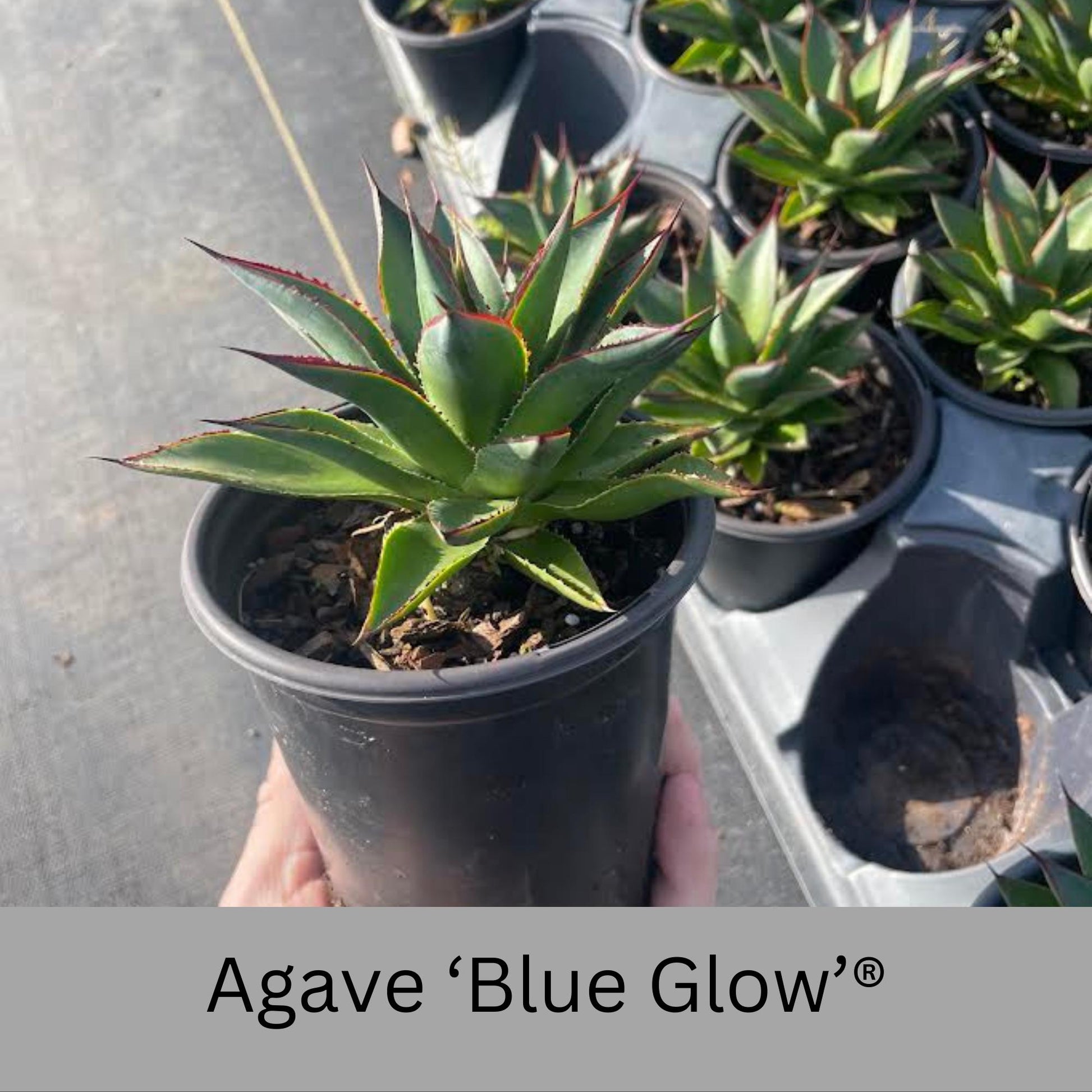 Agave 'Blue Glow'® | 1 Quart Containers | Evergreen Succulent | Full Sun Loving Perennial | Deer Resistant | Great and Unique Garden Gift!