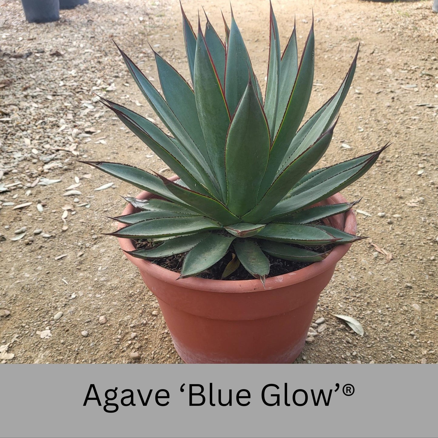 Agave 'Blue Glow'® | 1 Quart Containers | Evergreen Succulent | Full Sun Loving Perennial | Deer Resistant | Great and Unique Garden Gift!