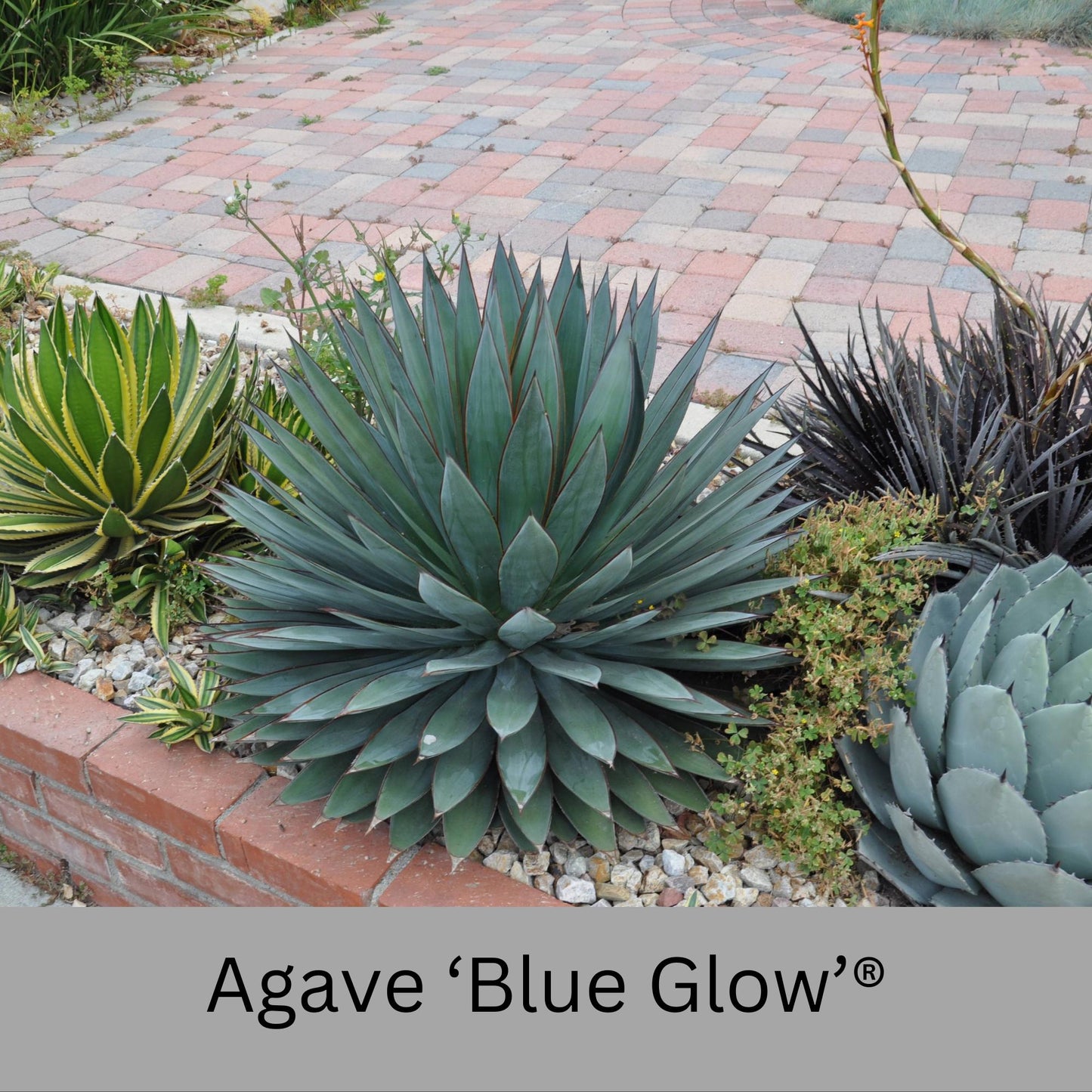 Agave 'Blue Glow'® | 1 Quart Containers | Evergreen Succulent | Full Sun Loving Perennial | Deer Resistant | Great and Unique Garden Gift!