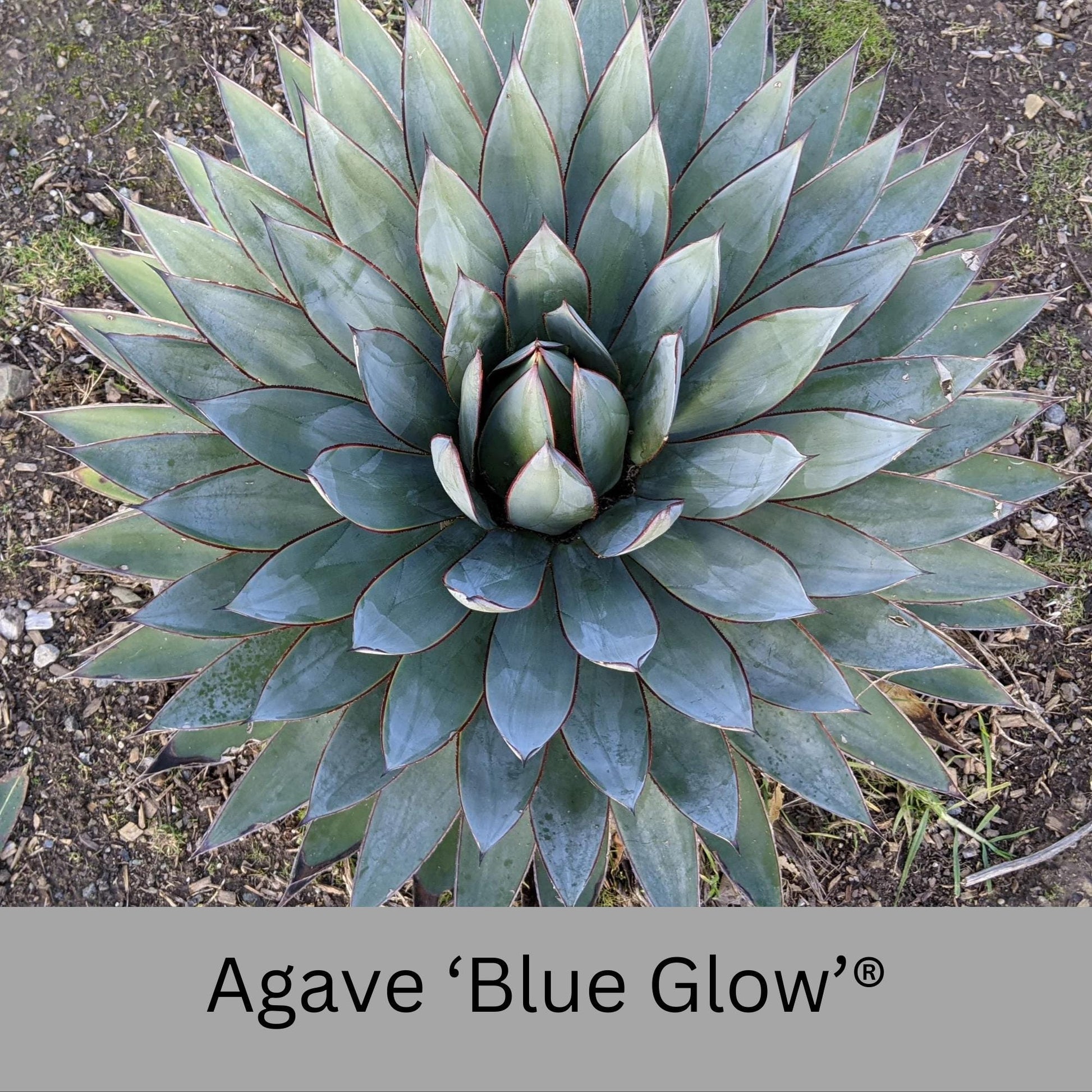 Agave 'Blue Glow'® | 1 Quart Containers | Evergreen Succulent | Full Sun Loving Perennial | Deer Resistant | Great and Unique Garden Gift!