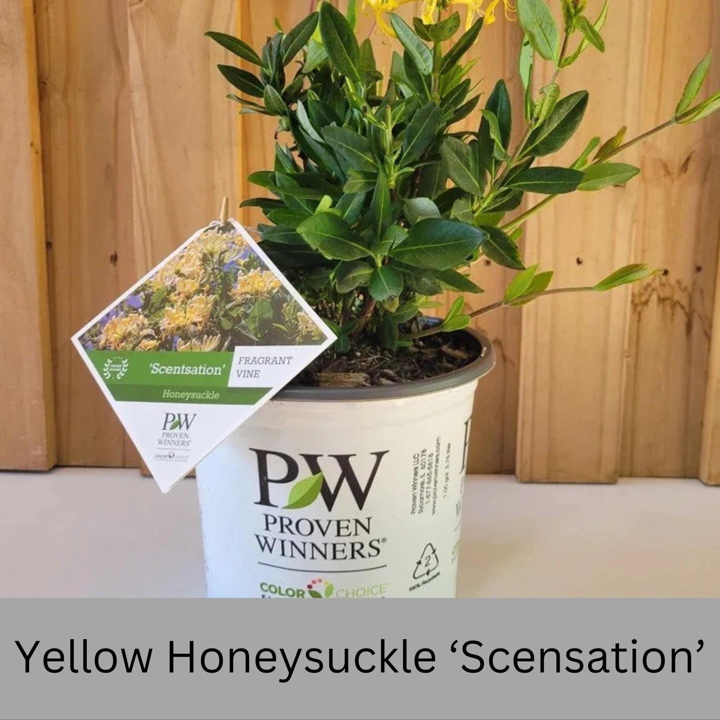 YELLOW HONEYSUCKLE VINE 'Scentsation' | 3 Gallon Container | Free Shipping | Fragrant Trellis Vine with Yellow Flowers | Fast Growing Vines