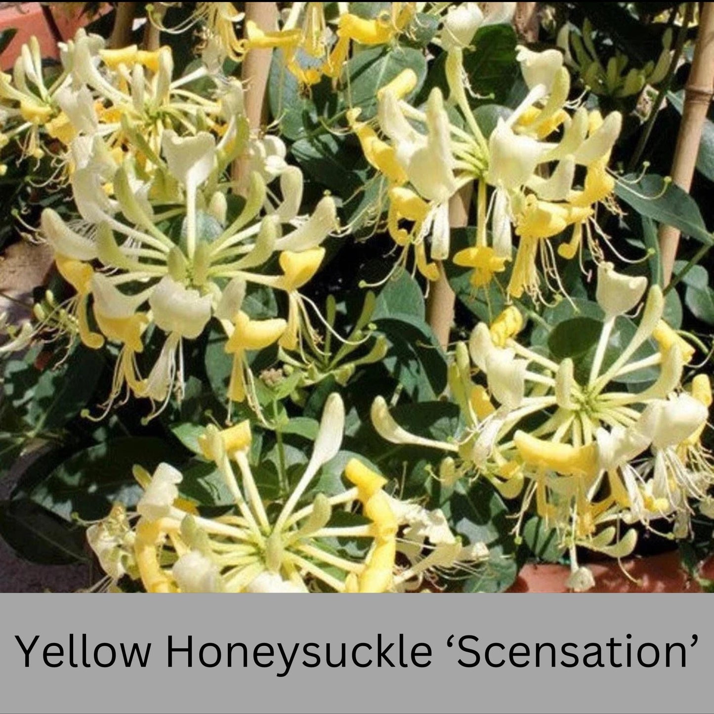 YELLOW HONEYSUCKLE VINE 'Scentsation' | 3 Gallon Container | Free Shipping | Fragrant Trellis Vine with Yellow Flowers | Fast Growing Vines