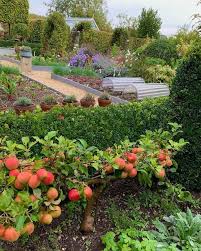 TERRY WINTER APPLE Tree - Great Apple Fruit Tree - 3 Feet or More Tall - Free Shipping! - Cold Hardy Apple Tree - Edible Fruit