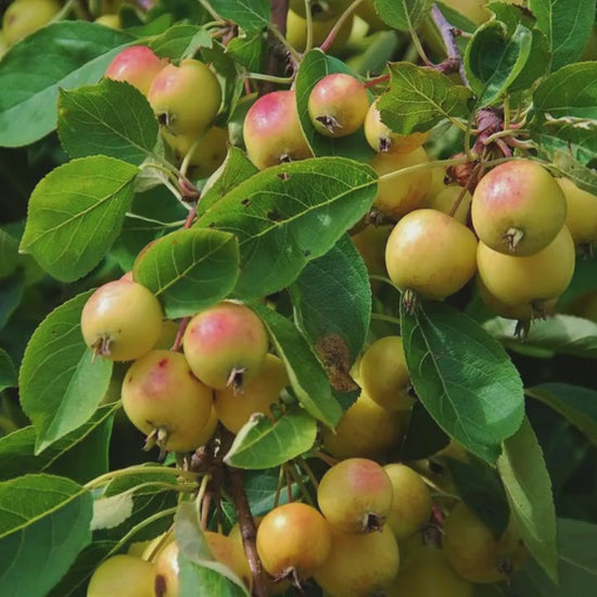 Transcendant Crabapple Tree, Yellow Edible Fruit, Garden Gift Tree, Shade Tree with White Flowers, Fast and Easy Growing Trees, 4 Feet Tall!