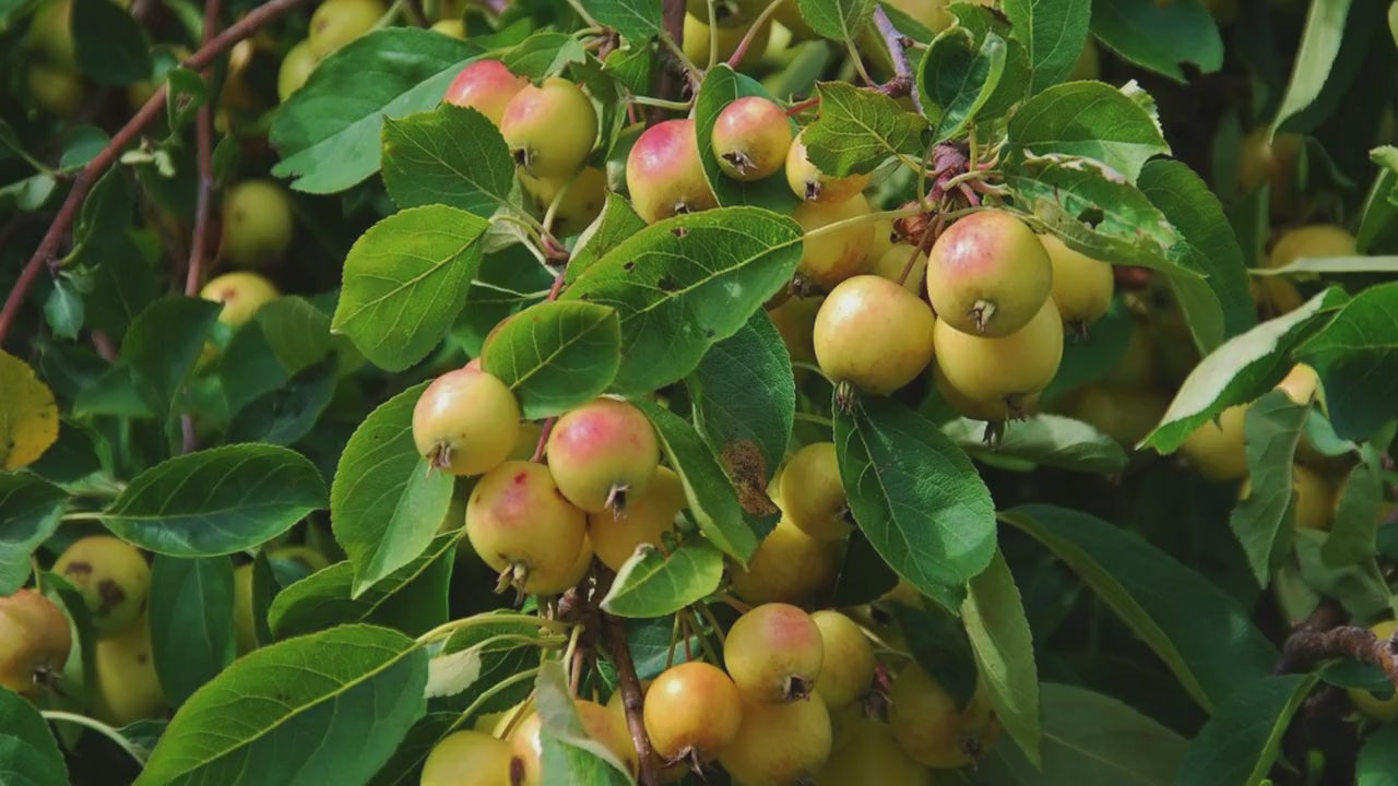 Transcendant Crabapple Tree, Yellow Edible Fruit, Garden Gift Tree, Shade Tree with White Flowers, Fast and Easy Growing Trees, 4 Feet Tall!