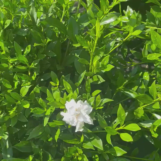 DWARF GARDENIA - 'Radican' - Available in 2 Sizes - Free Shipping!