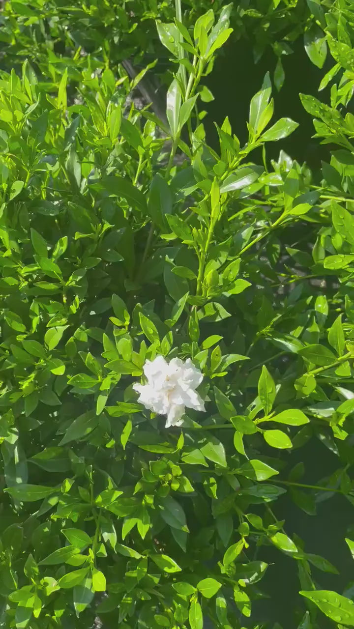 DWARF GARDENIA - 'Radican' - Available in 2 Sizes - Free Shipping!